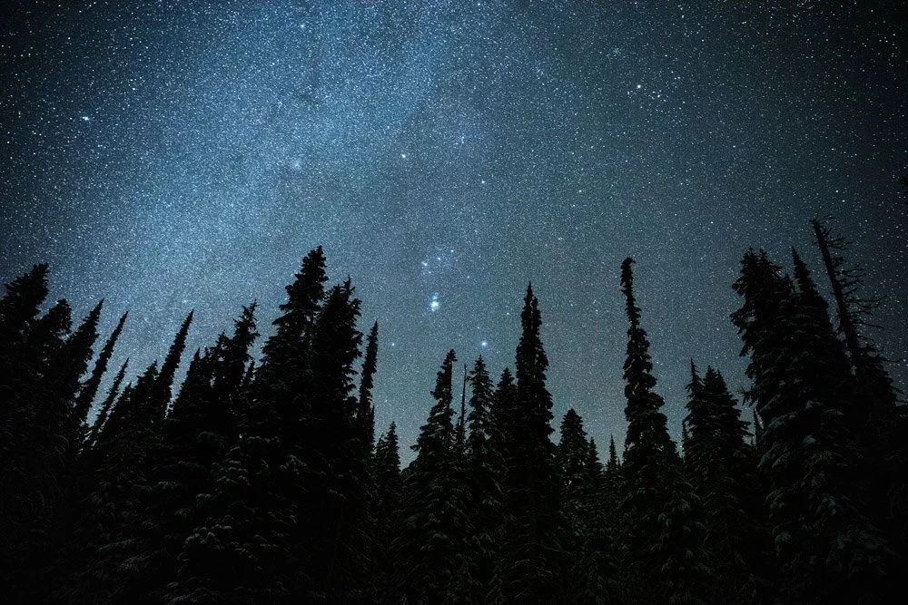 Night sky filled with stars above tall pine trees in the forest.