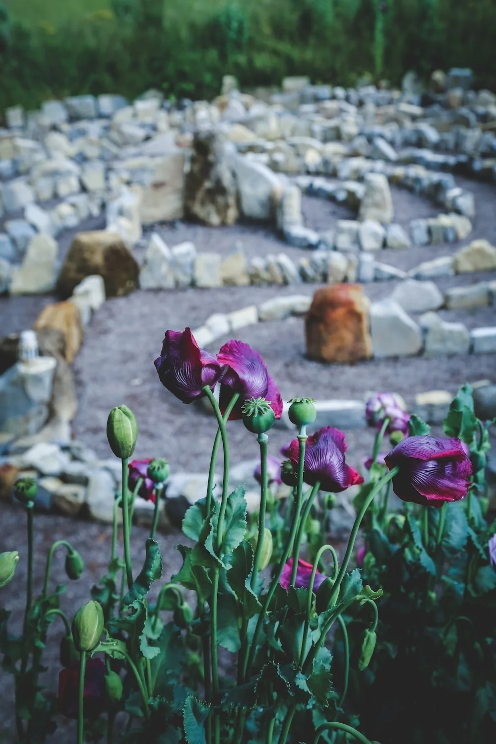 Purple and pink poppies in front of a stone labyrinth with trees in the background.