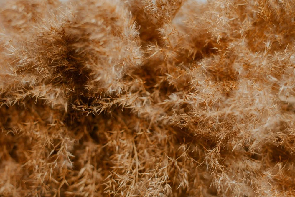 Detail texture of dried brown plant with spiky seed heads.