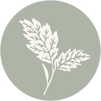Silhouette of a plant with three leaflets on a circular gray-green background.