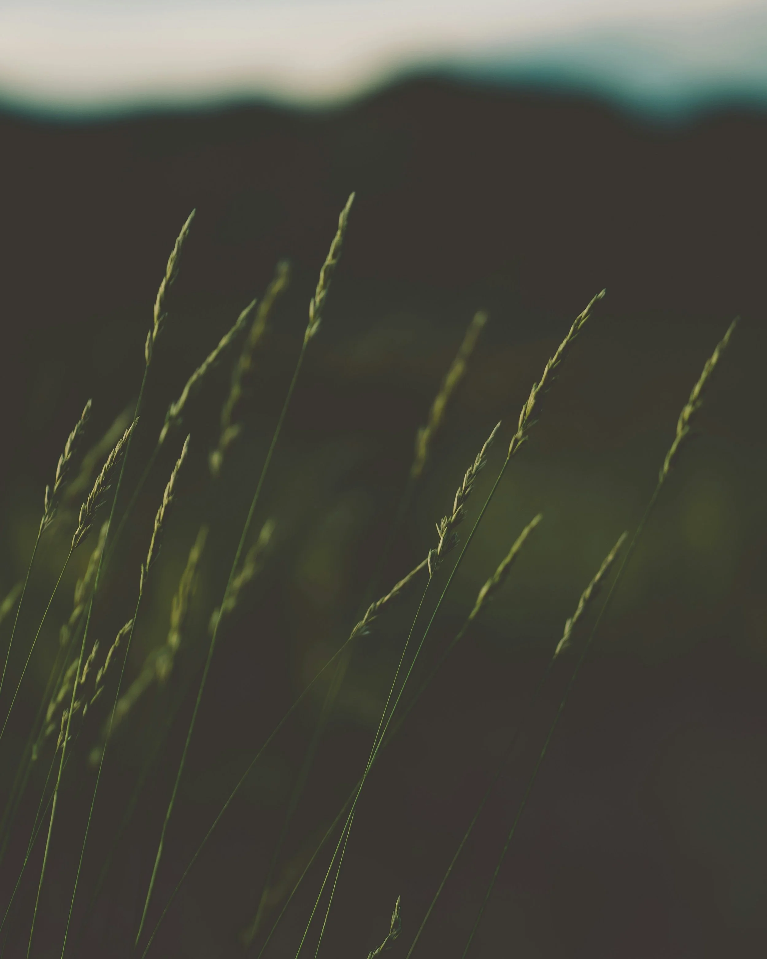 Close-up of tall, slender grass stalks with seed heads, blurred background with a mountain or hill at dusk or dawn.