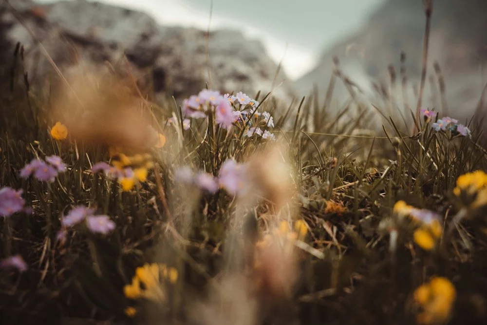 Detail view of wildflowers growing in a mountainous landscape.