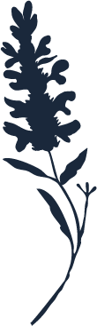 Silhouette illustration of a wood betony plant.