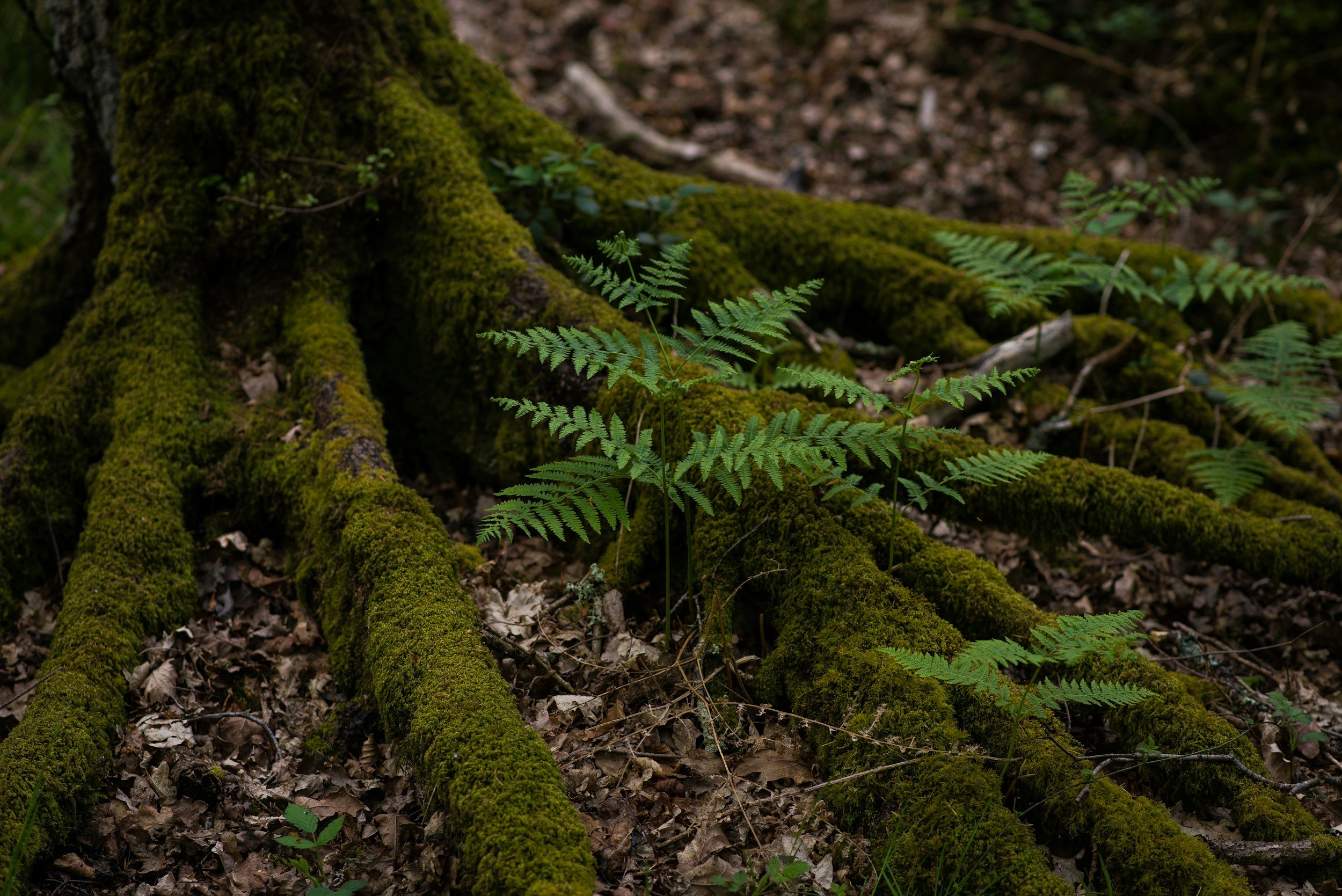 Grüne Farne wachsen an einer moosbedeckten Baumwurzel im Laubwald.