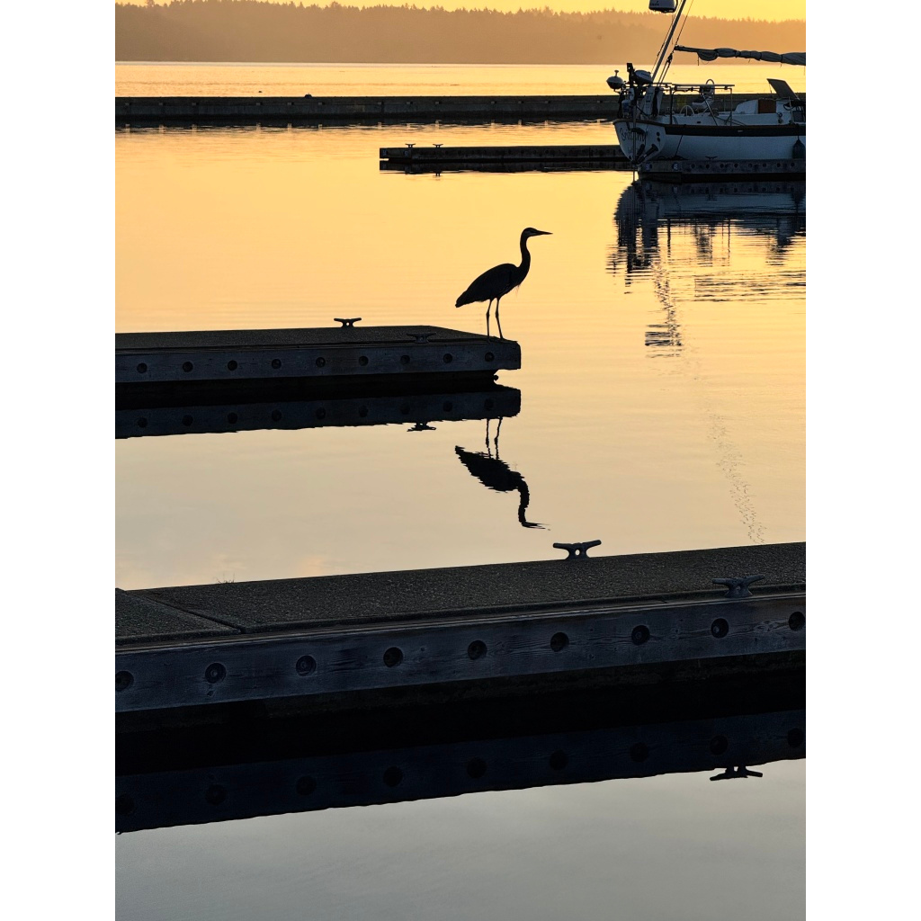 1-Great Blue Heron Silhouette