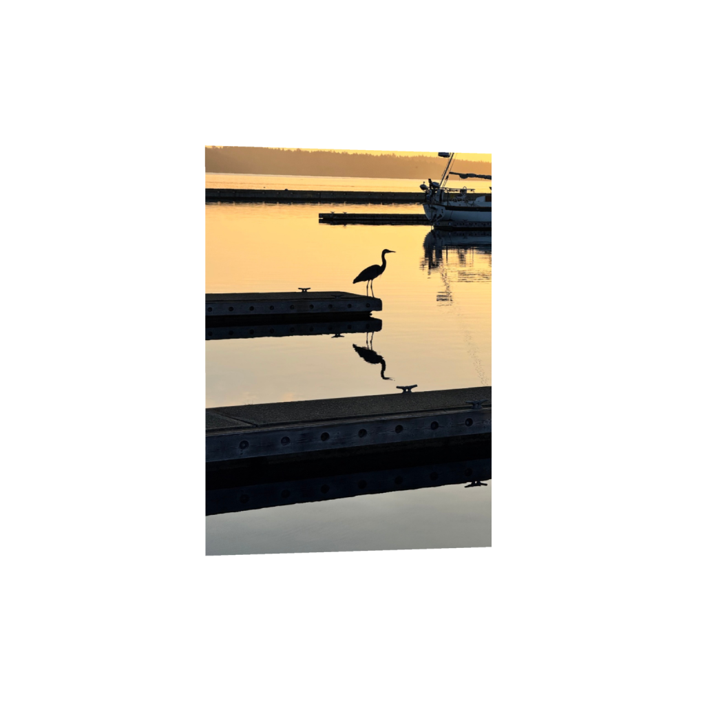 1-Great Blue Heron Silhouette