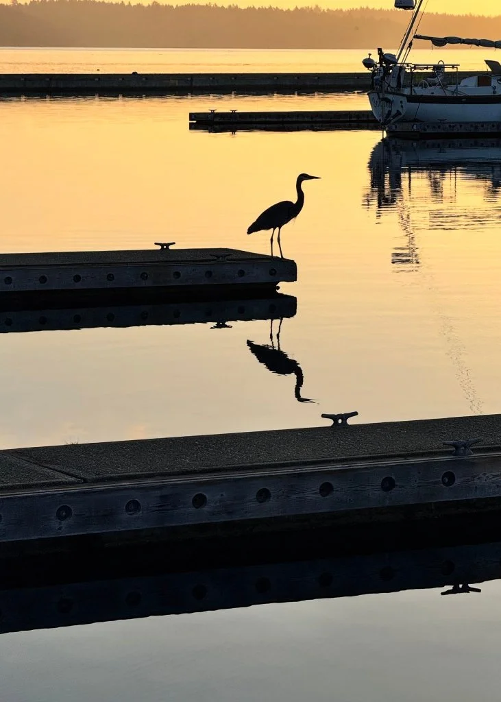 1-Great Blue Heron Silhouette