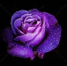 purple rose black background.jpg