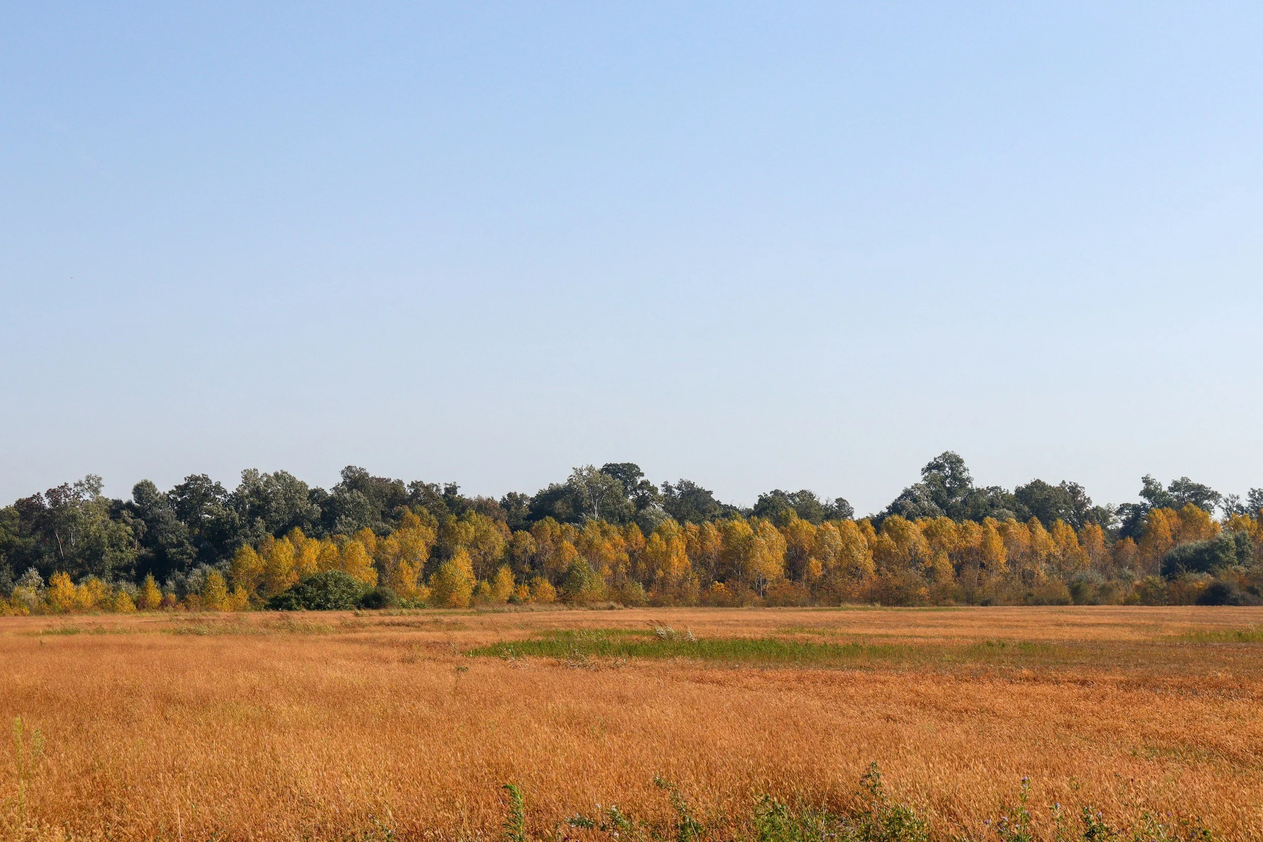 Open field with tall, dry grass in the foreground, a line of trees with autumn-colored leaves in the middle ground, and a clear blue sky above.