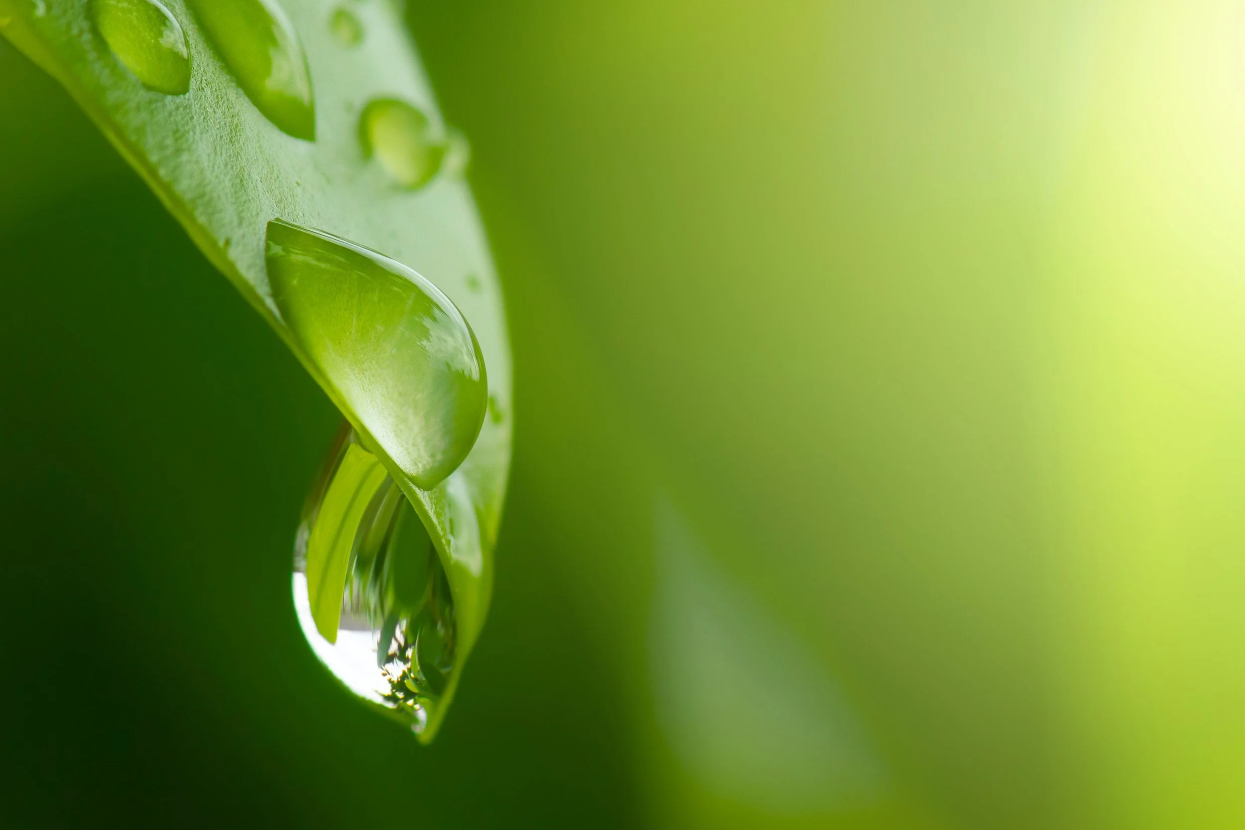 En närbild av ett grönt blad med en dropp av vatten hängande från kanten.