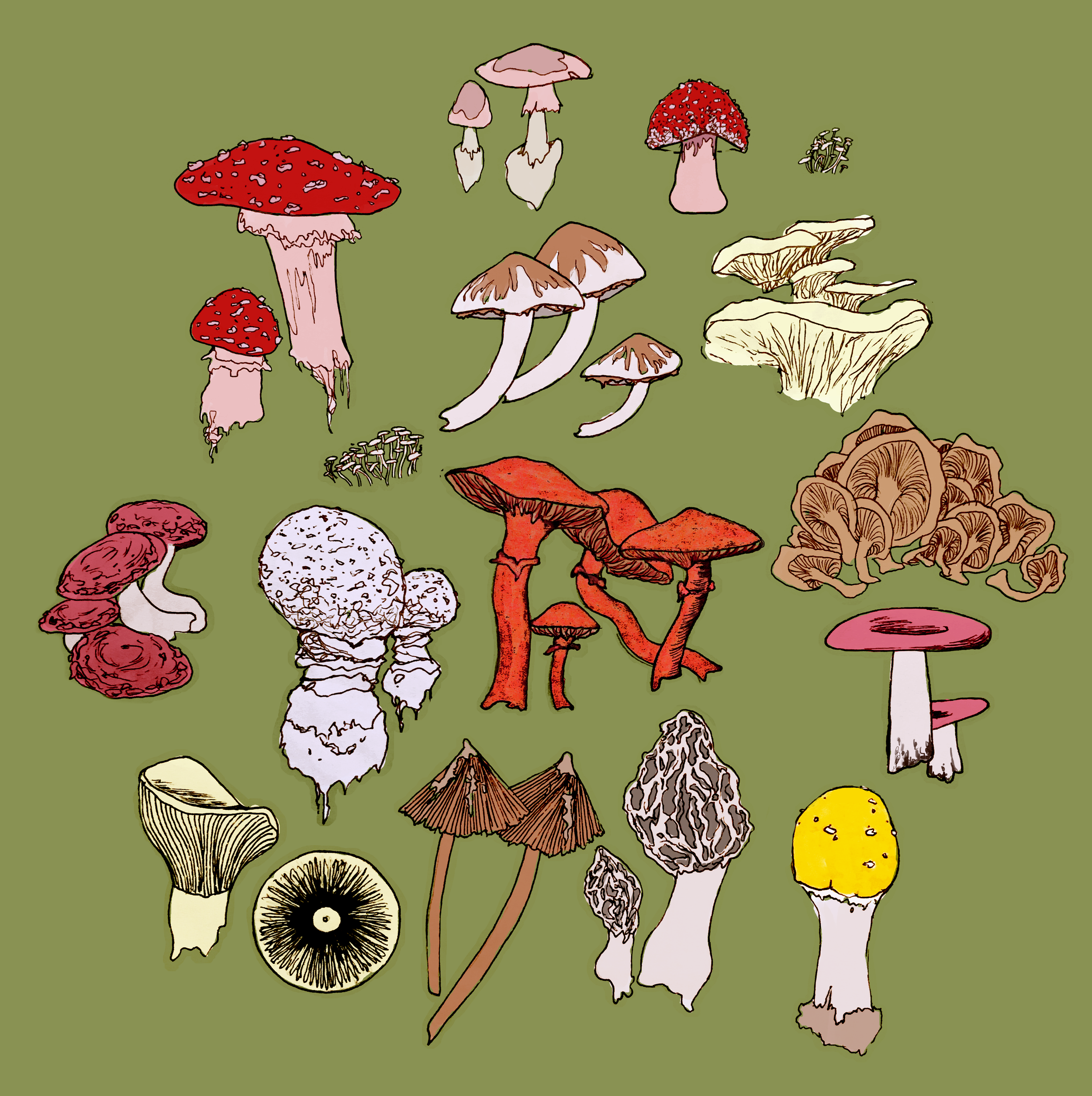 mushrooms copy.png