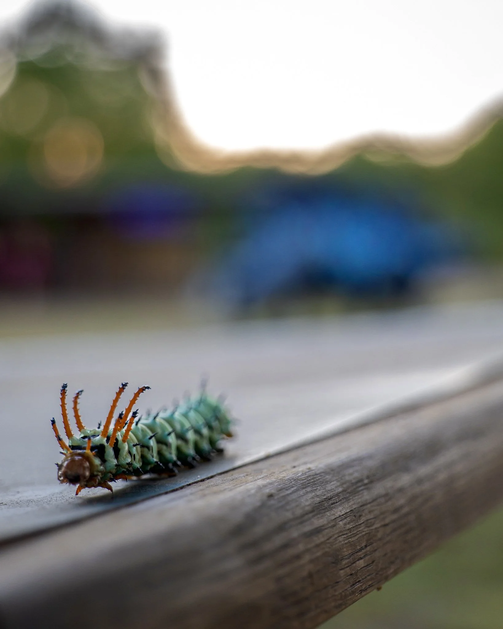 P1183937-2.jpg