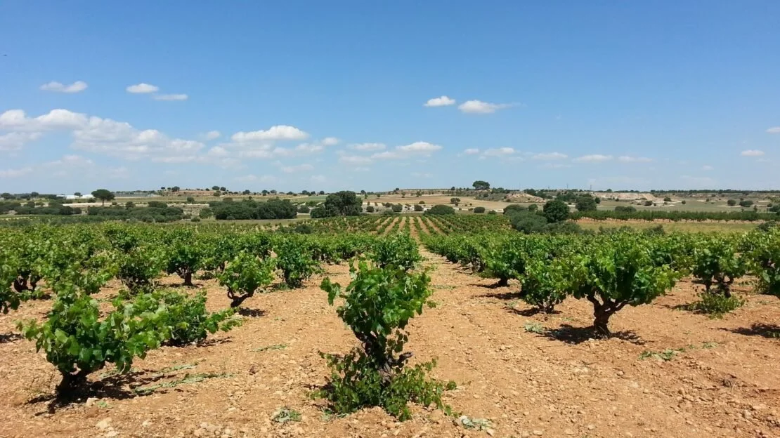 LOW TANNIN WINES.