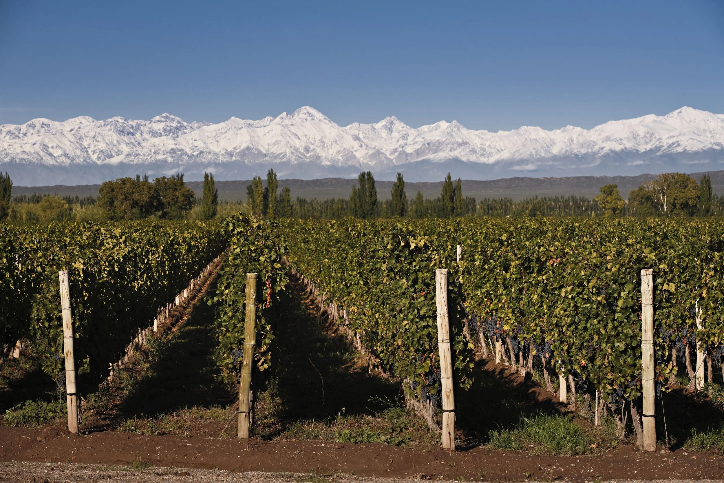 DON’T CRY FOR MALBEC.