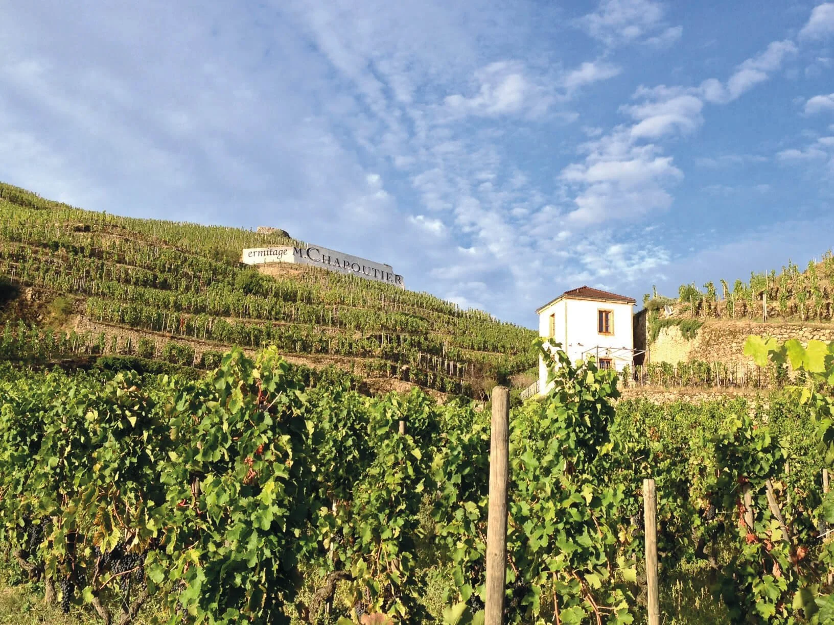 THE RED WINES OF THE RHONE VALLEY.