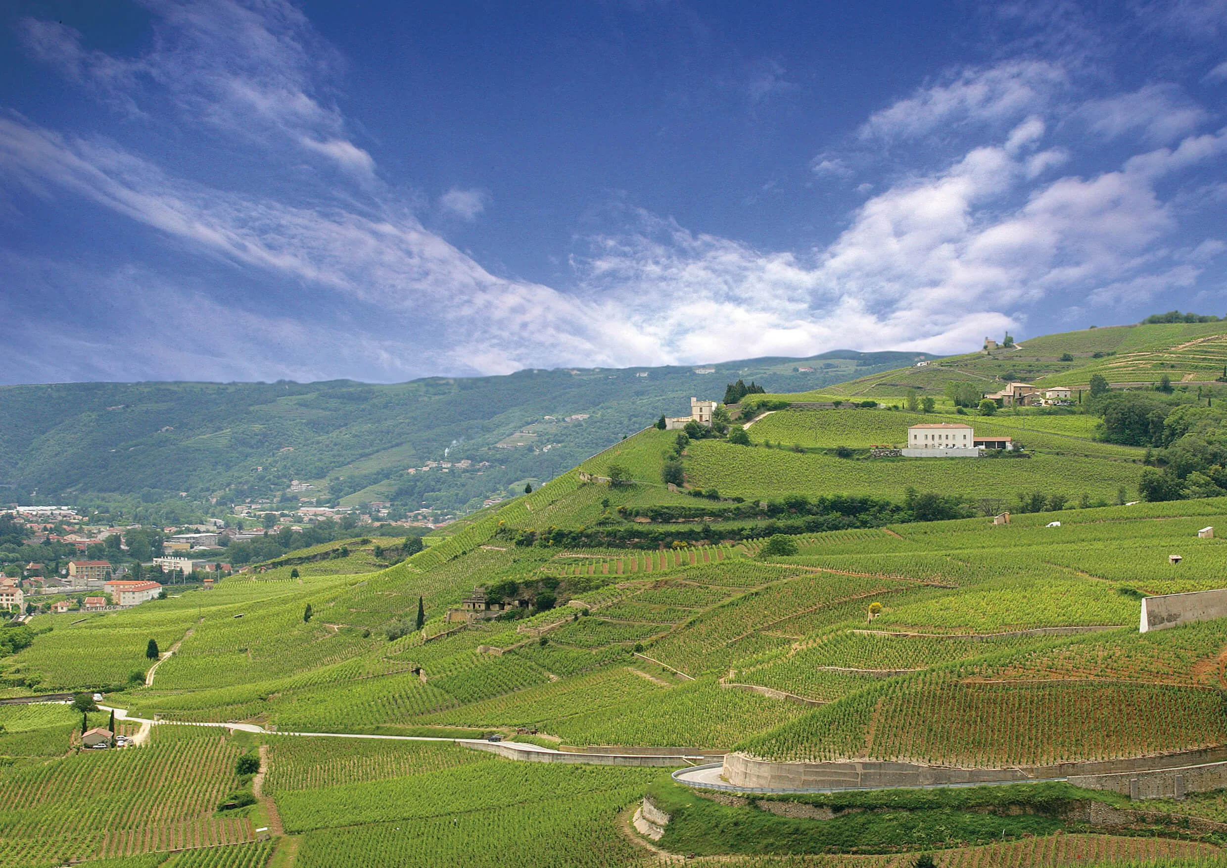THE WHITE WINES OF THE RHONE VALLEY.&nbsp;