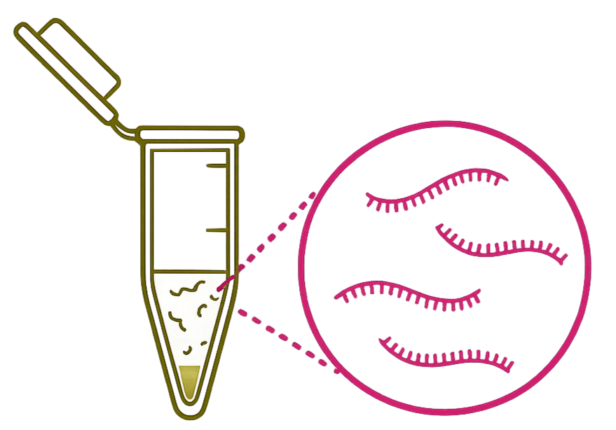 Scientific diagram showing a test tube with liquid and bacteria, zoomed in to show bacteria with flagella inside a circle.