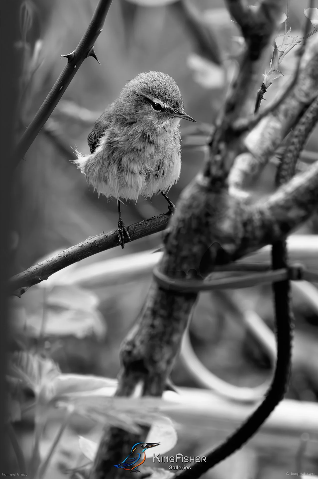 543_DST_Birds_2025_Juvenile_Chiffchaff_P_BW.jpg