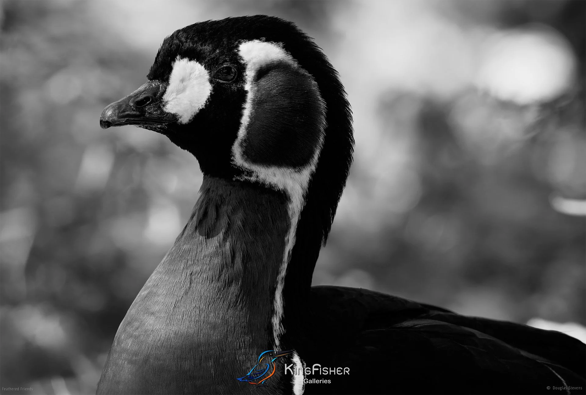 591_DST_Birds_2025_Red_Breasted_Goose_L_BW.jpg