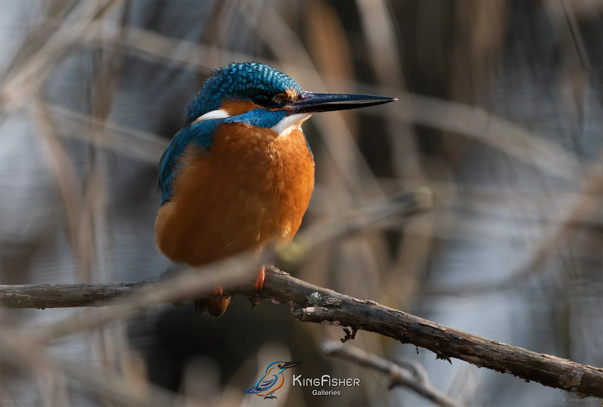 450_DST_Birds_2025_Kingfisher_L.jpg