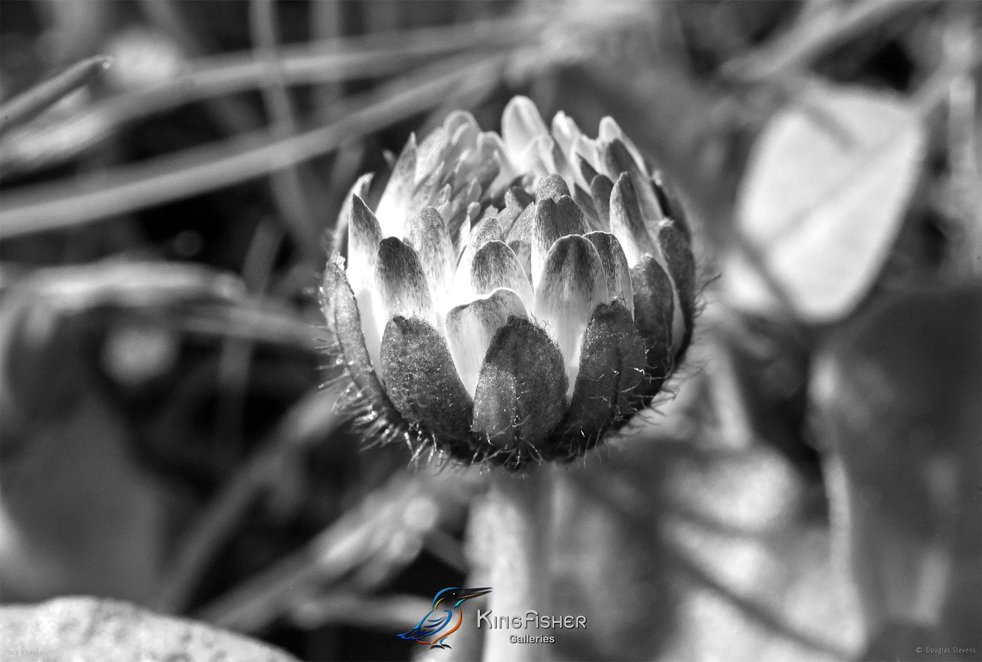 006_DST_Flora_Fauna_2008_L_BW.jpg