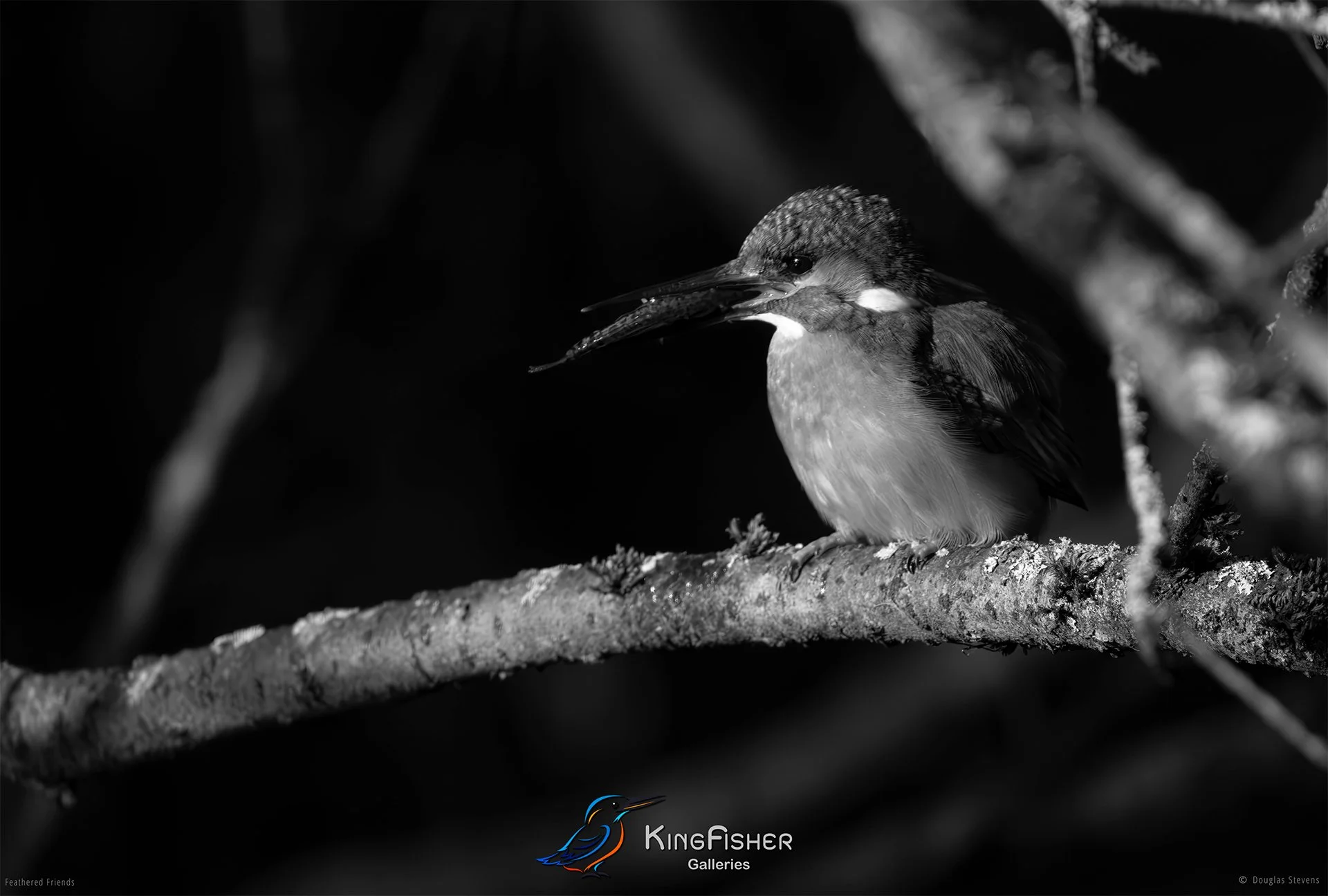 492_DST_Birds_2025_Kingfisher_Fish_Supper_L_BW.jpg