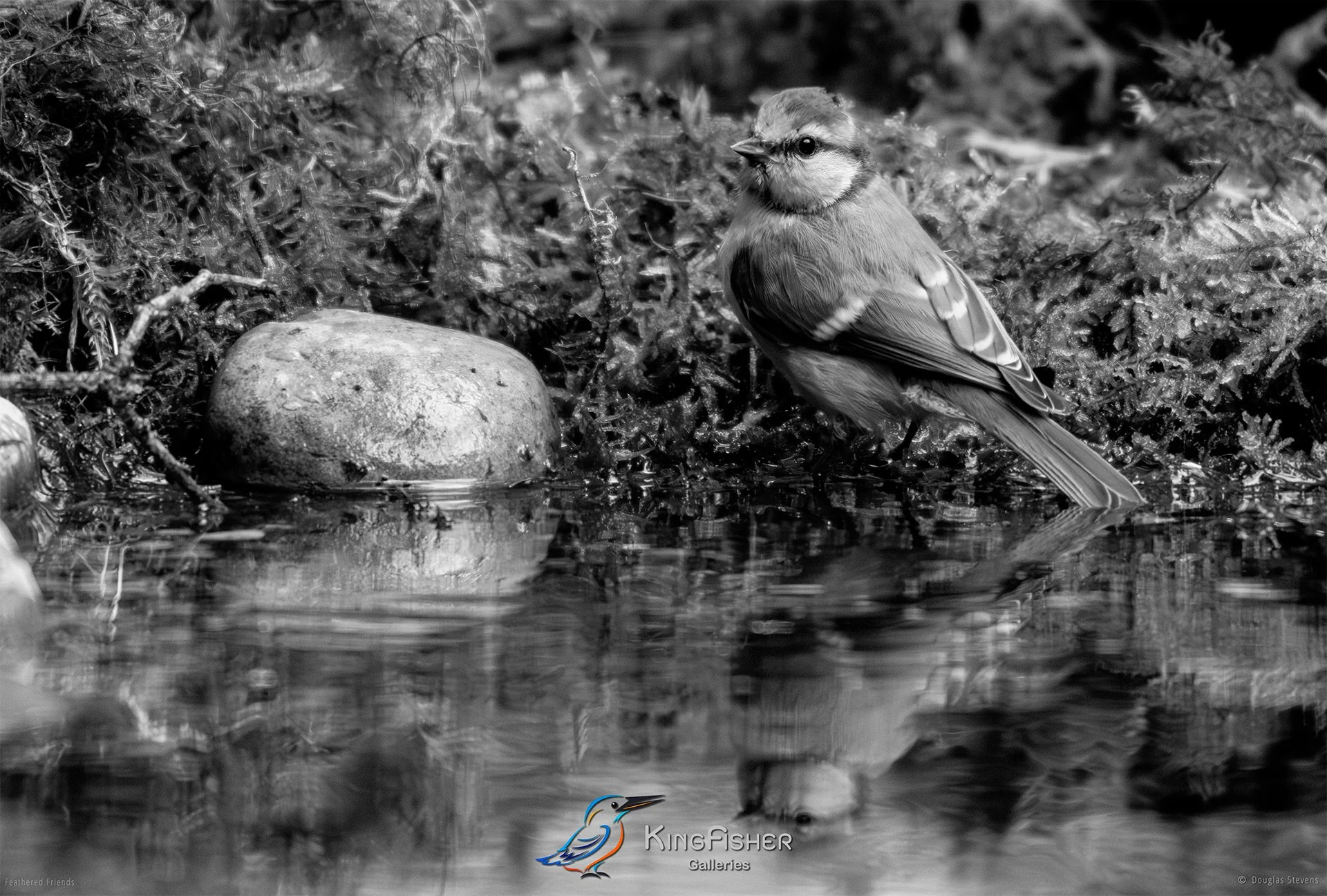 662_DST_Birds_2025_Blue_Tit_Bath_L_BW.jpg