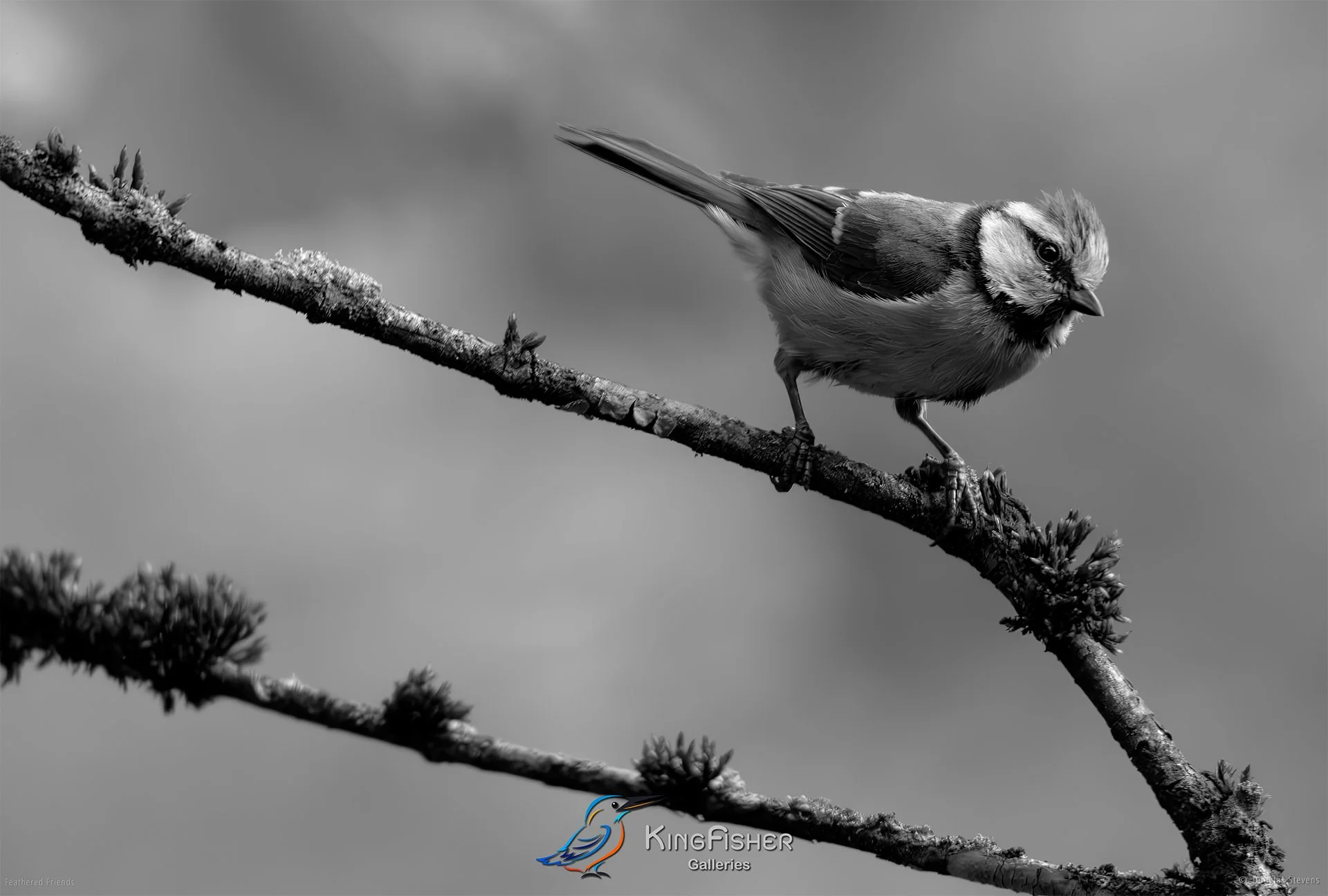 565_DST_Birds_2025_Blue_Tit_Open_Crest_L_BW.jpg