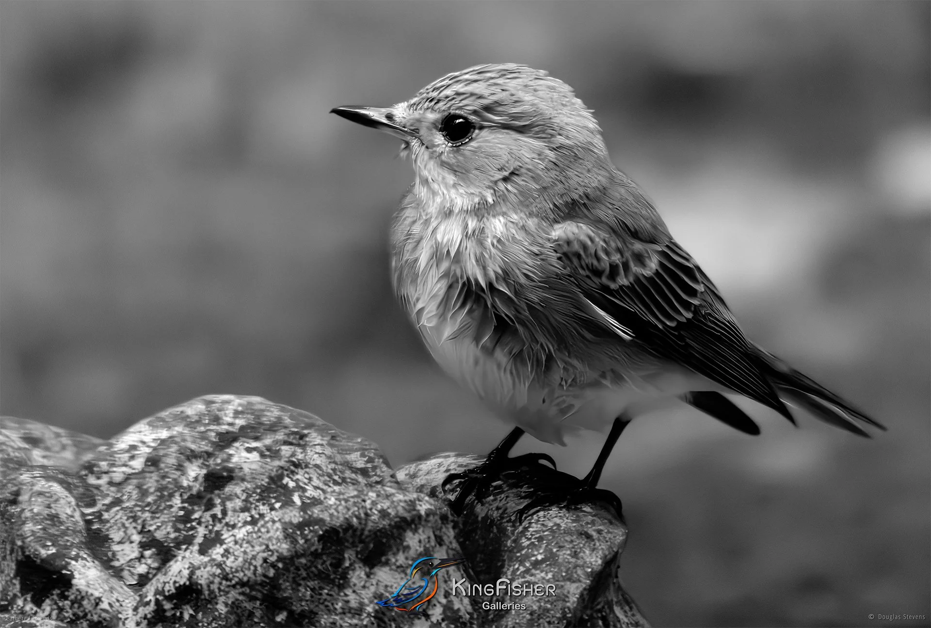 638_DST_Birds_2025_Spotted_Flycatcher_Fledgling_L_BW.jpg