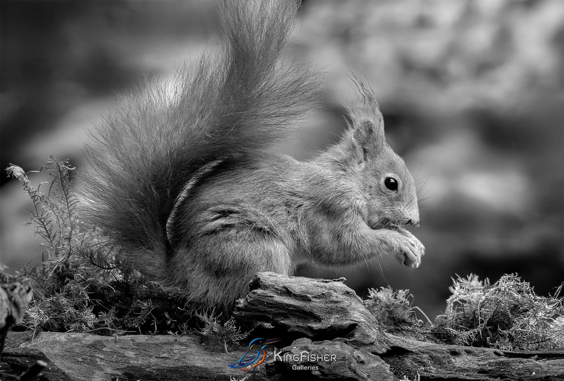 563_DST_Squirrels_Chocolate_Side_L_BW.jpg