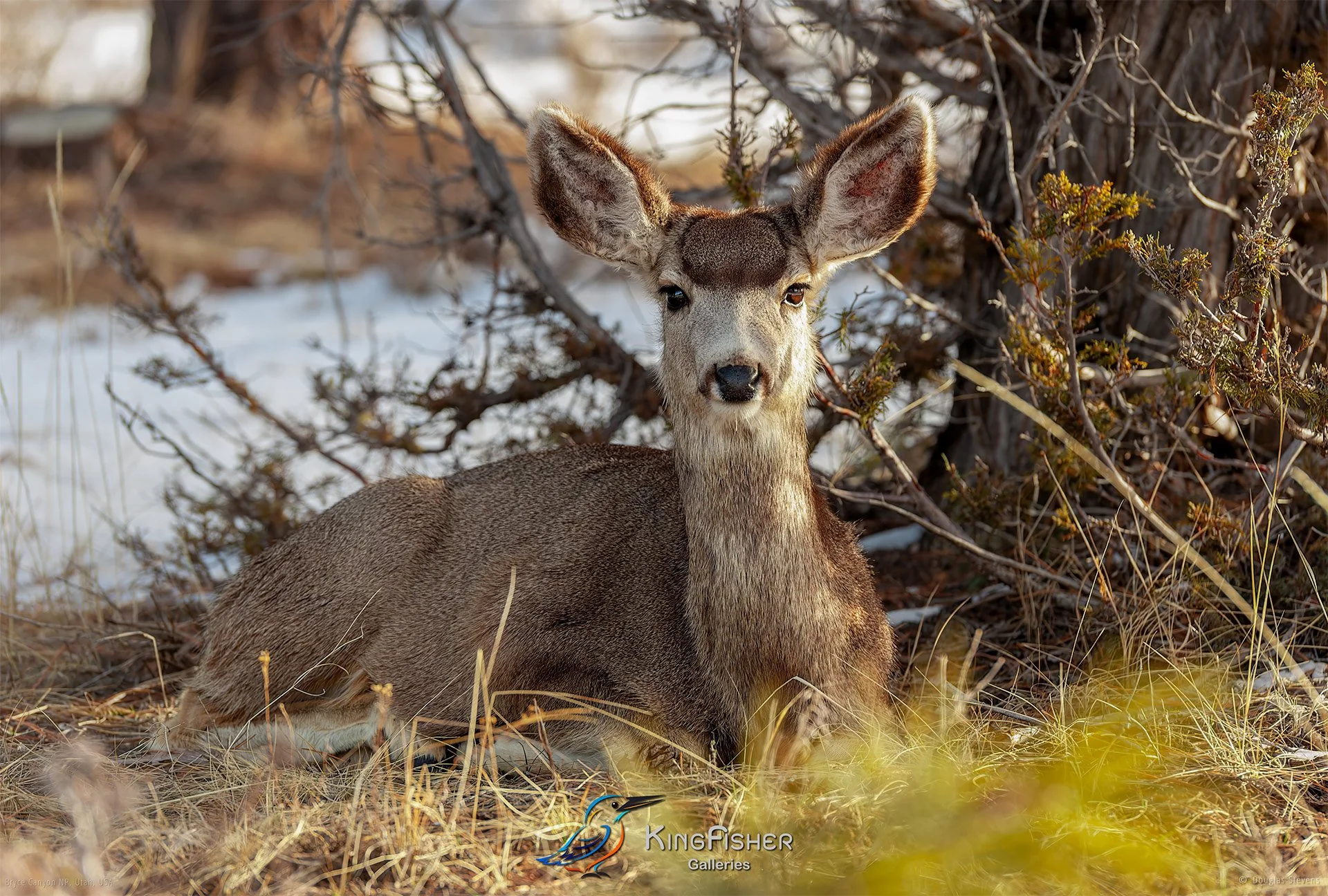 047_DST_Bryce_Canyon_NP_UT_USA_2012_L.jpg