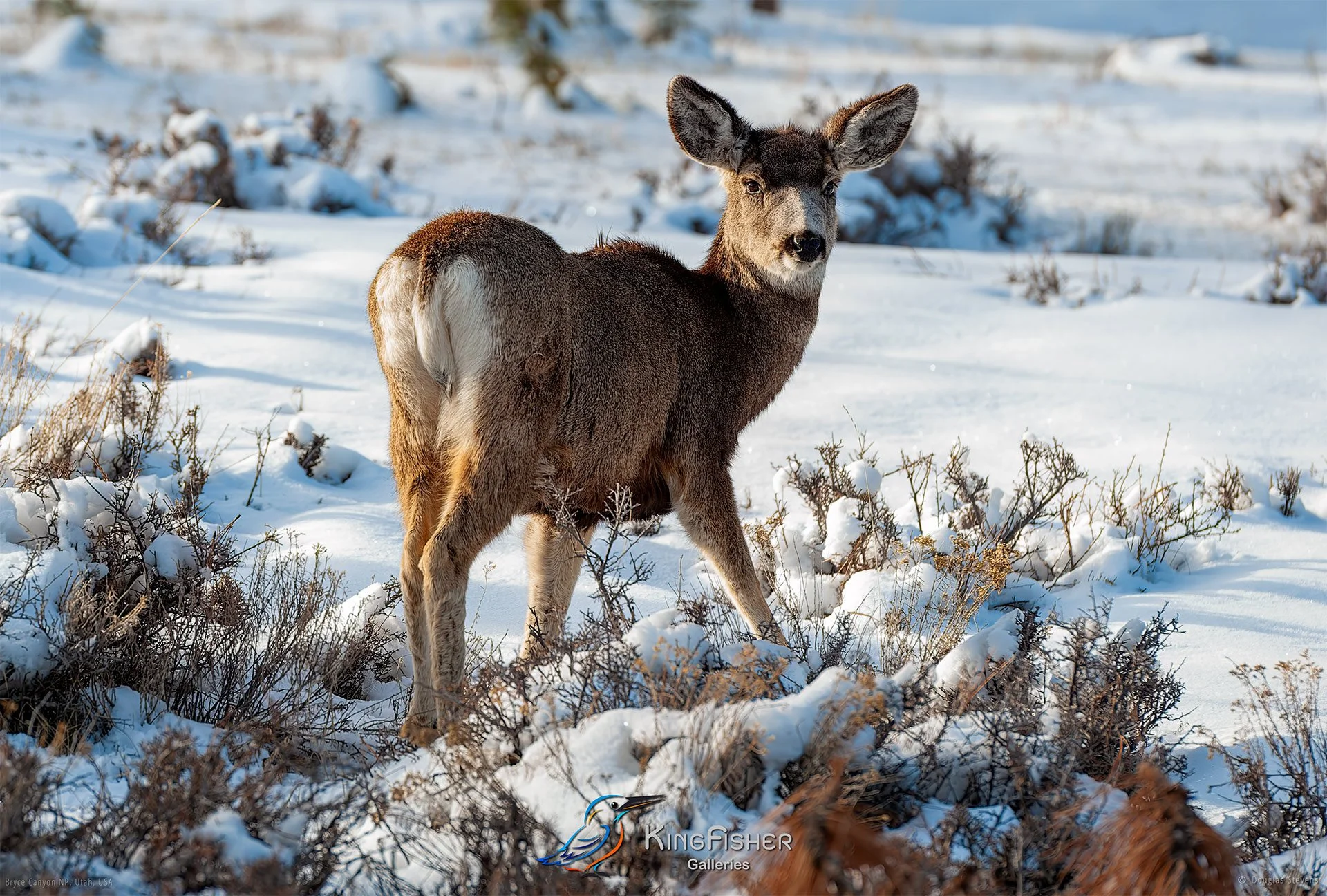 049_DST_Bryce_Canyon_NP_UT_USA_2012_L.jpg