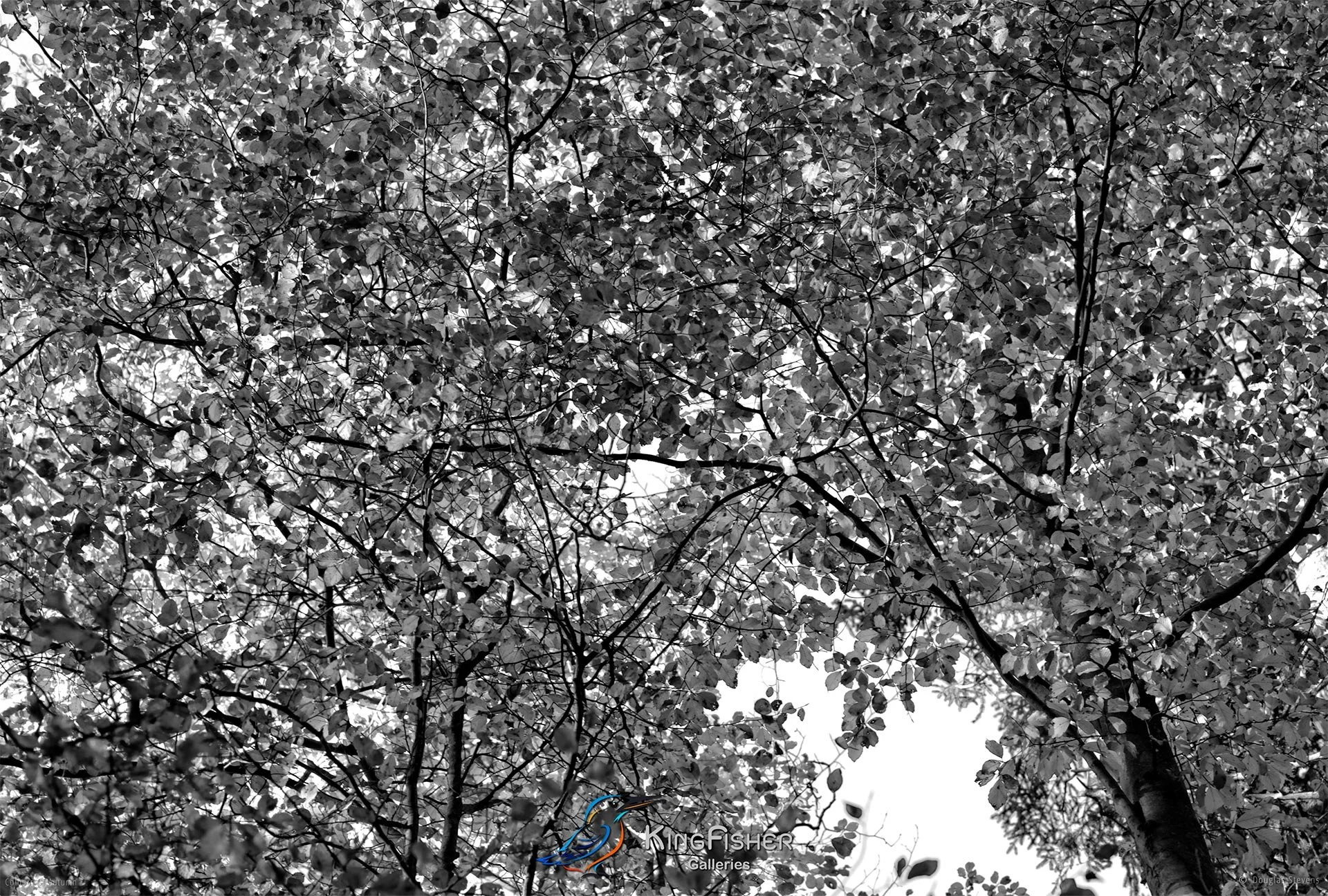 046_DST_Colours_Of_Autumn_L_BW.jpg