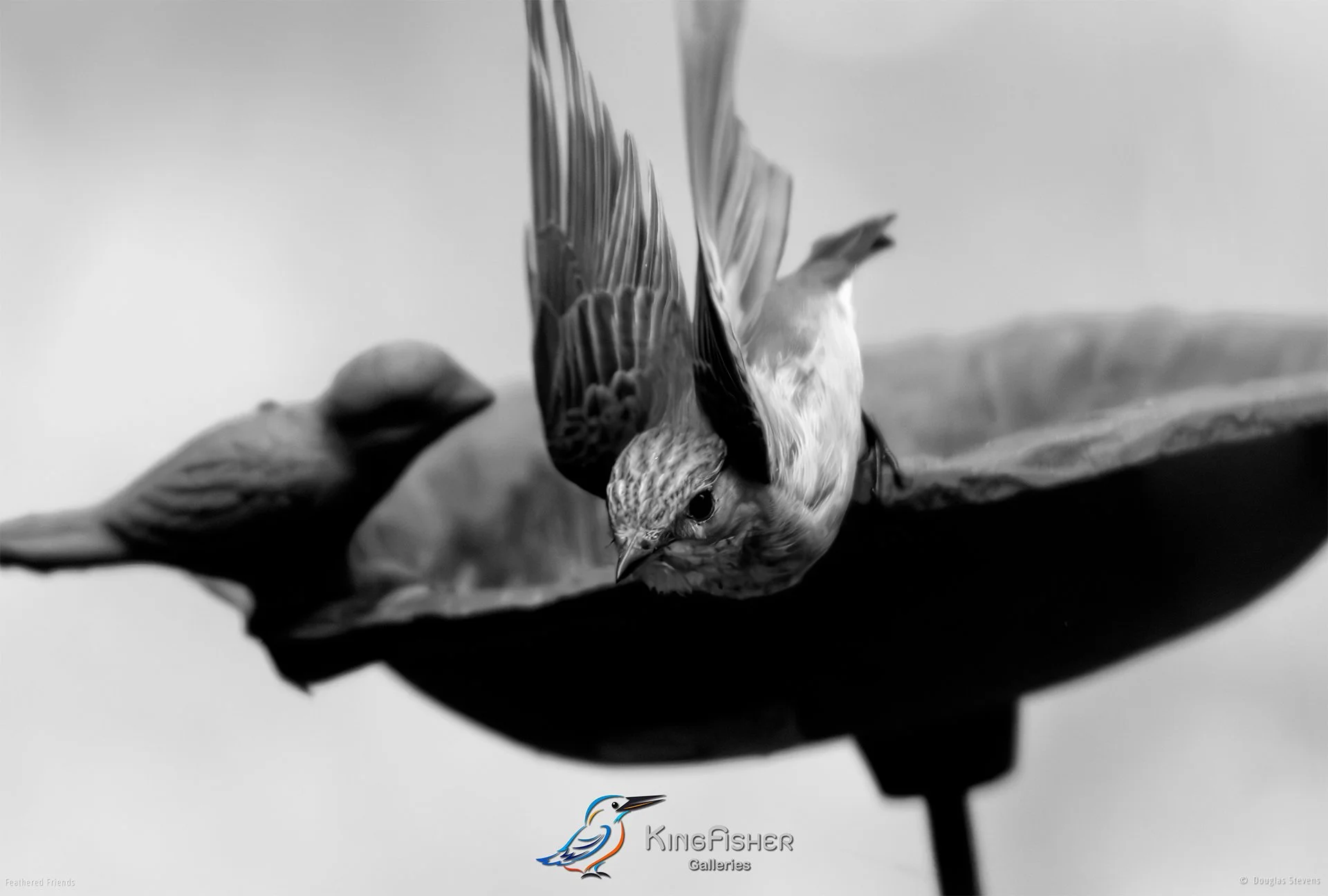 689_DST_Birds_2025_Spotted_Flycatcher_Takeoff_L_BW.jpg