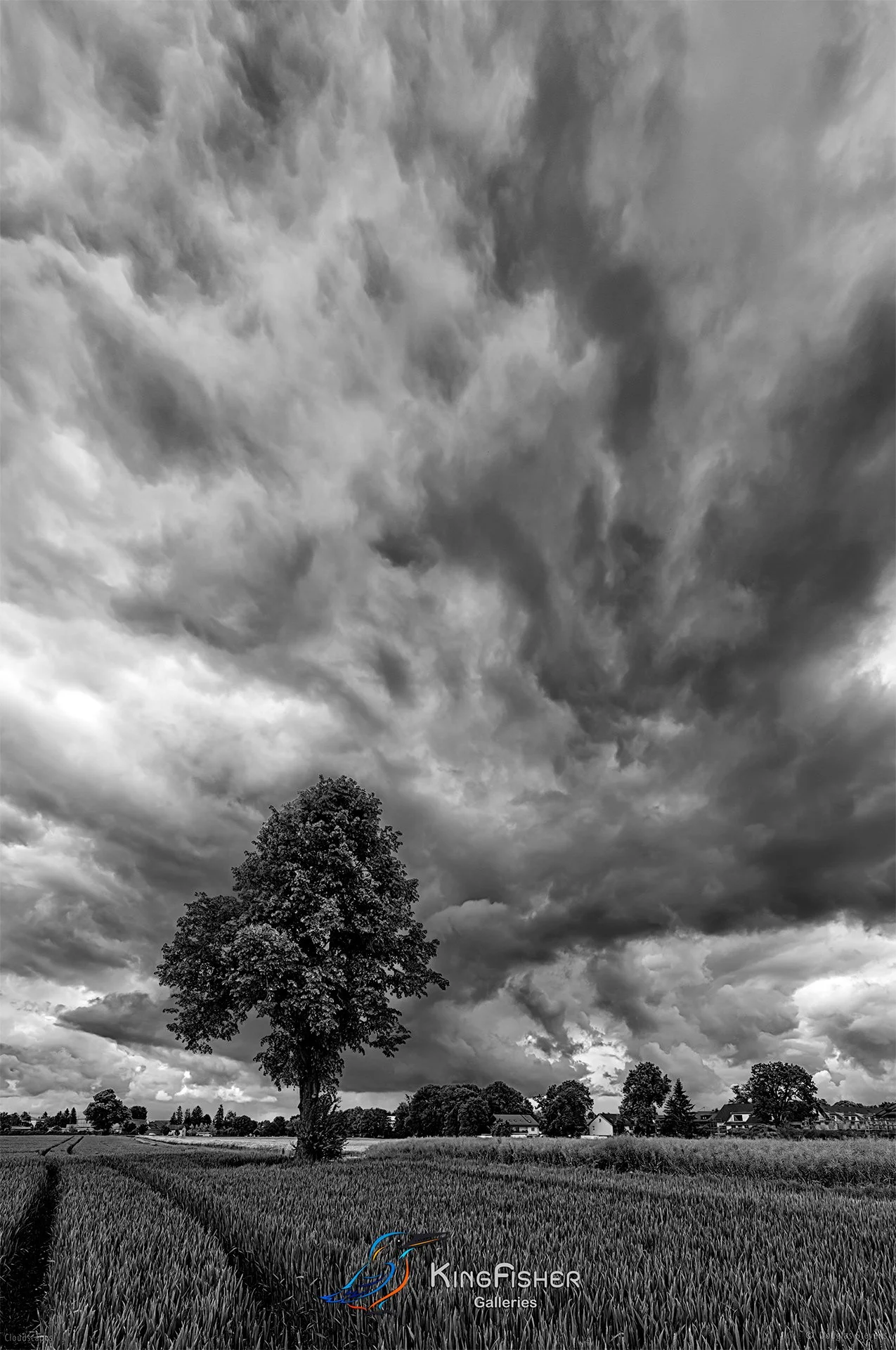 137_DST_Cloudscapes_2016_P_BW.jpg