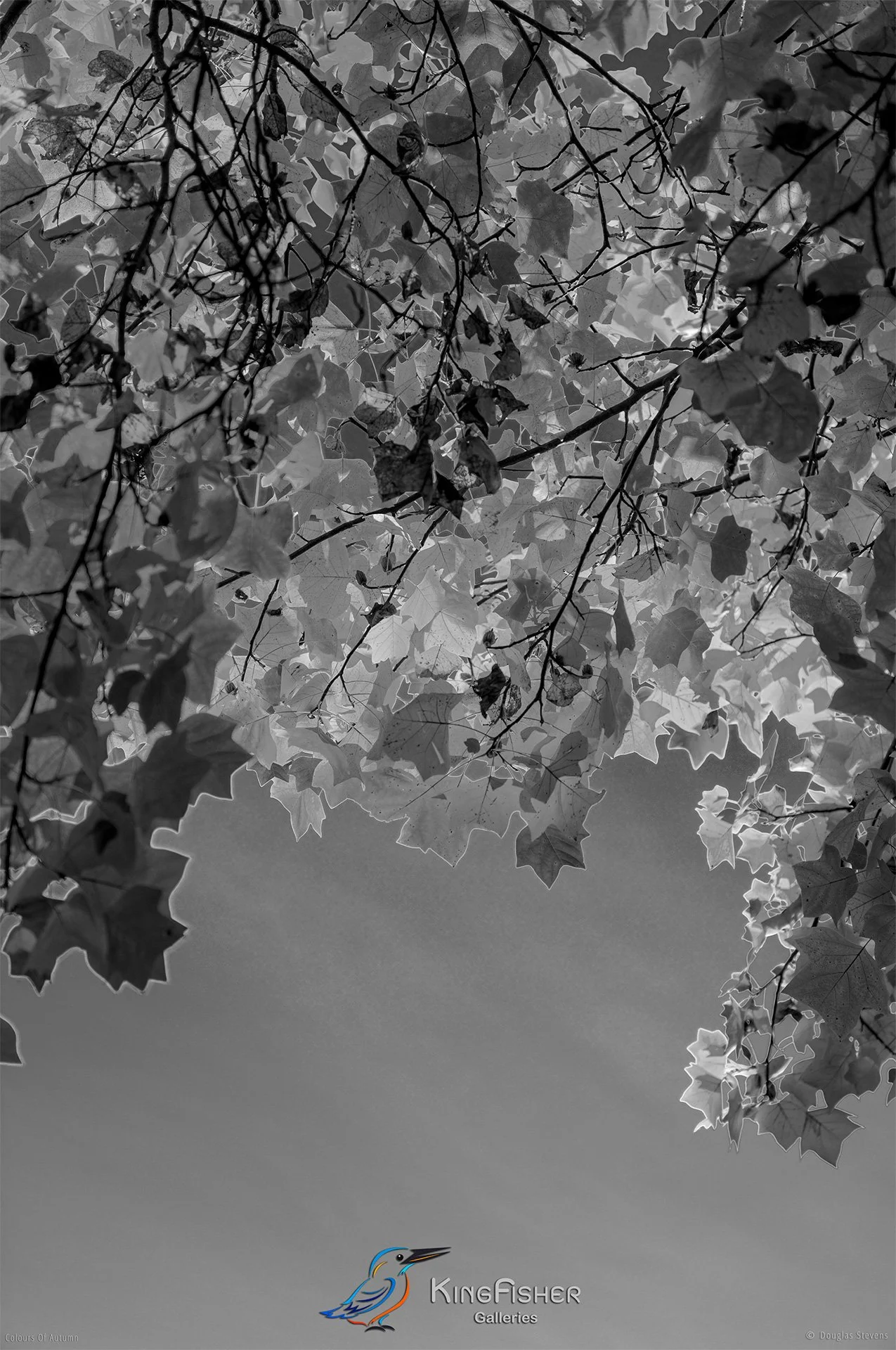 006_DST_Colours_Of_Autumn_P_BW.jpg
