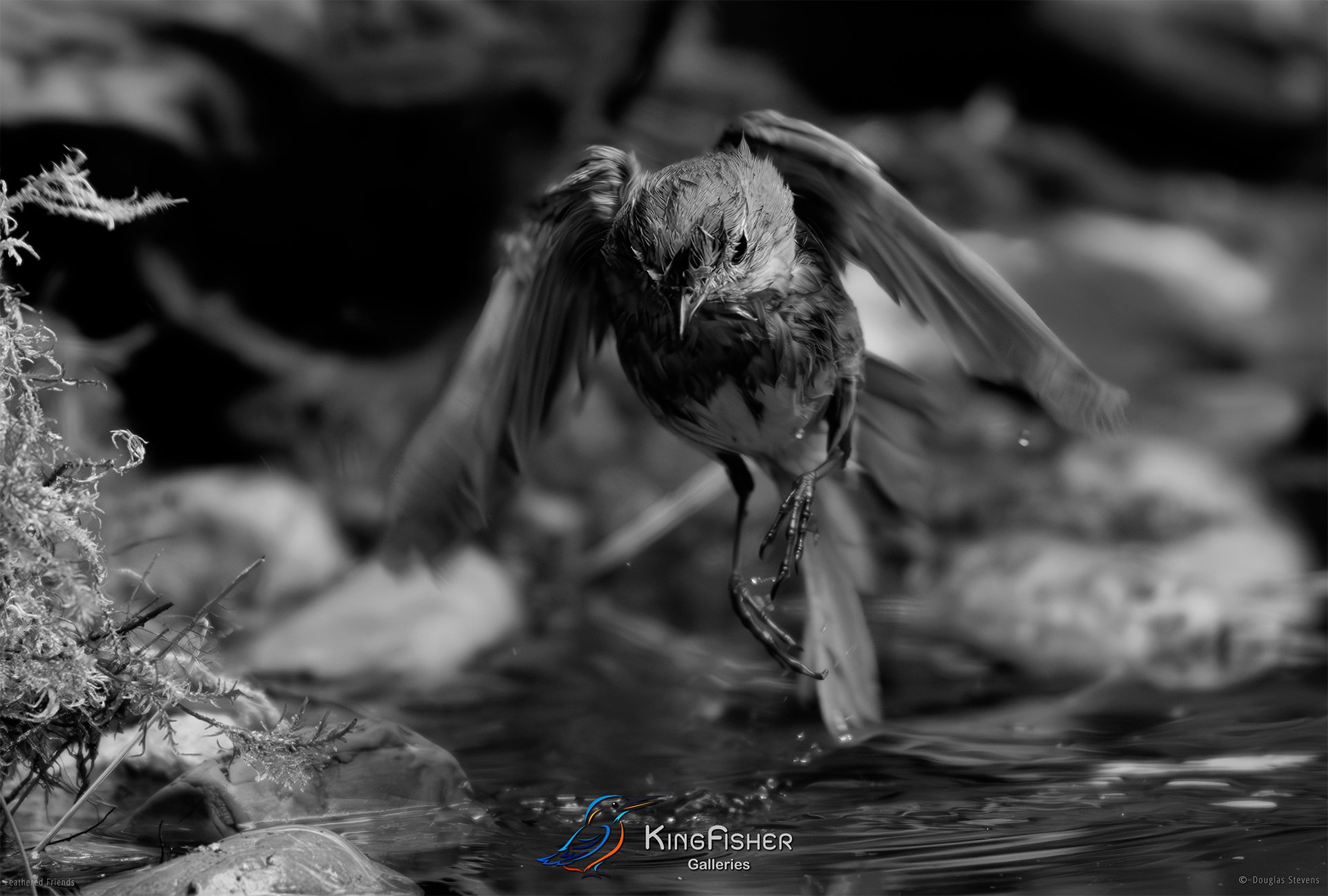 587_DST_Birds_2025_Robin_Bath_Time_Over_L_BW.jpg