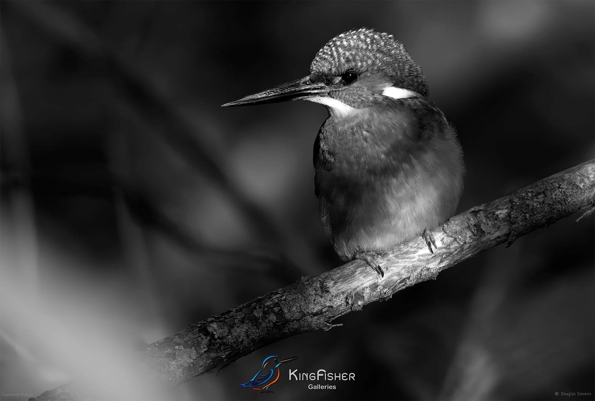 498_DST_Birds_2025_Kingfisher_L_BW.jpg