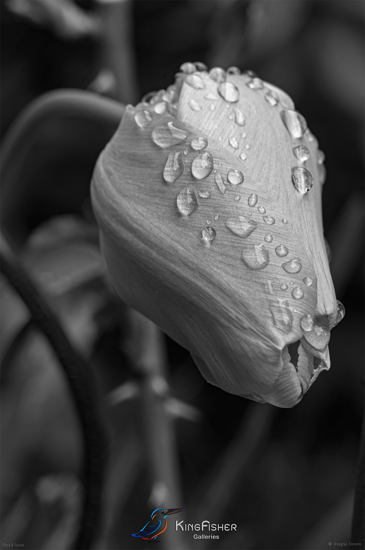 063_DST_Flora_Fauna_2011_Waterproof_P_BW.jpg