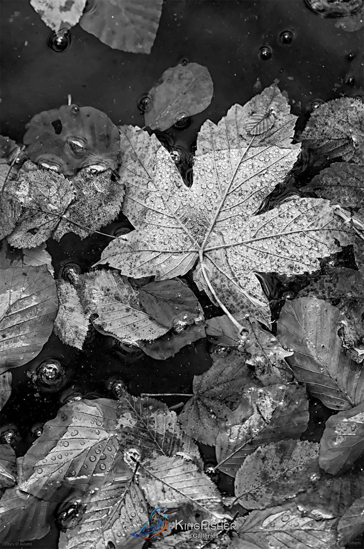 052_DST_Colours_Of_Autumn_P_BW.jpg