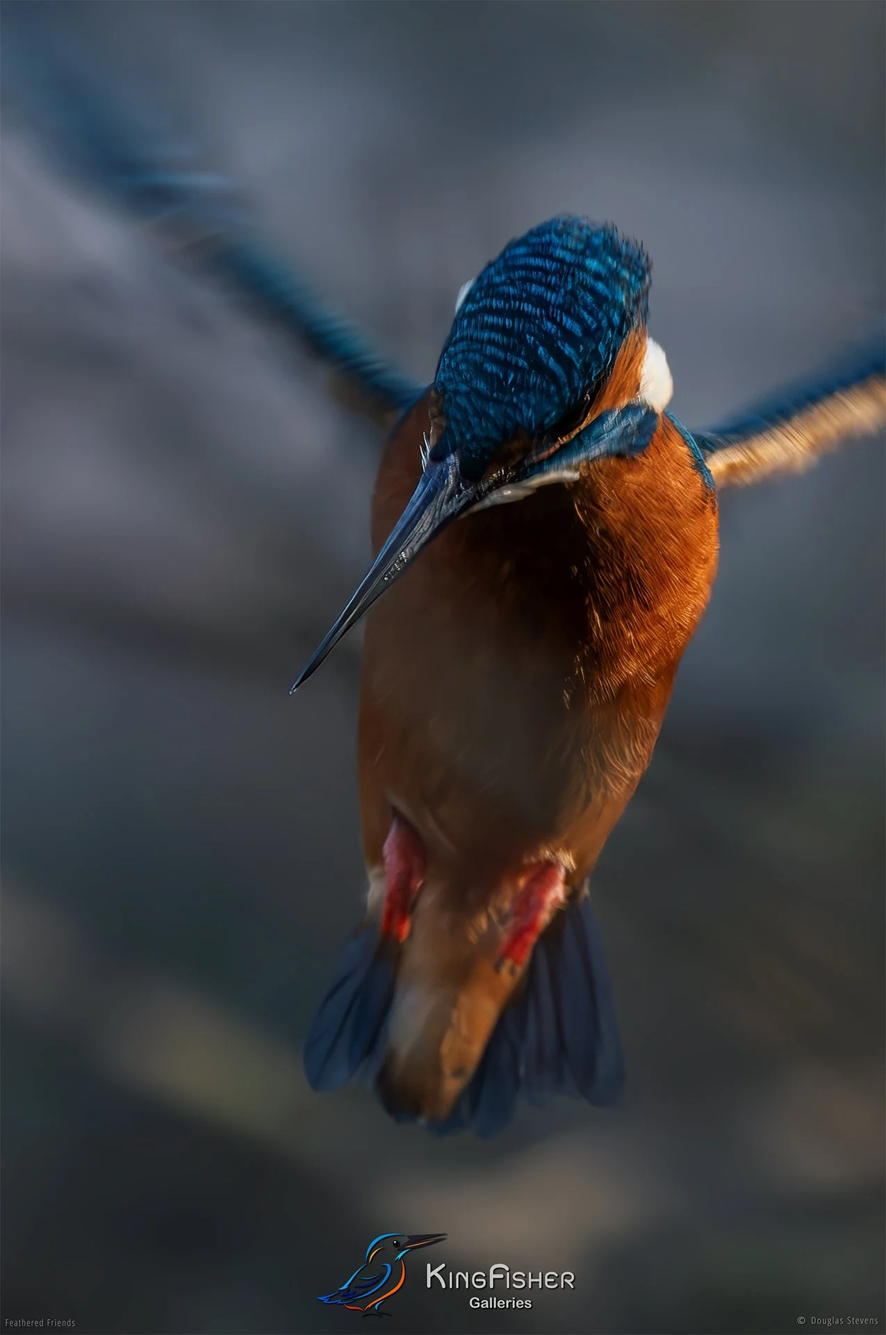 408_DST_Birds_2025_Kingfisher_P.jpg