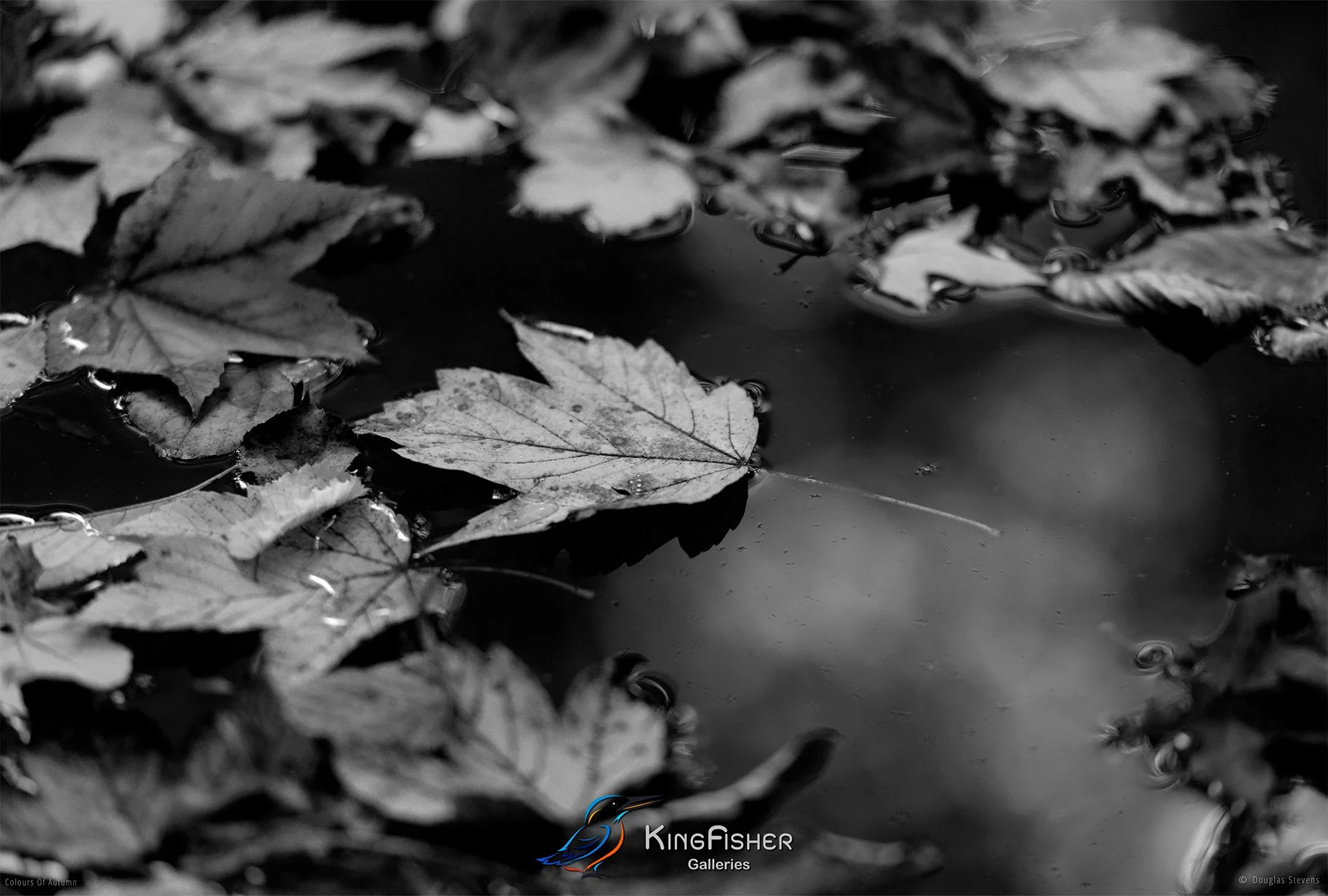 028_DST_Colours_Of_Autumn_L_BW.jpg