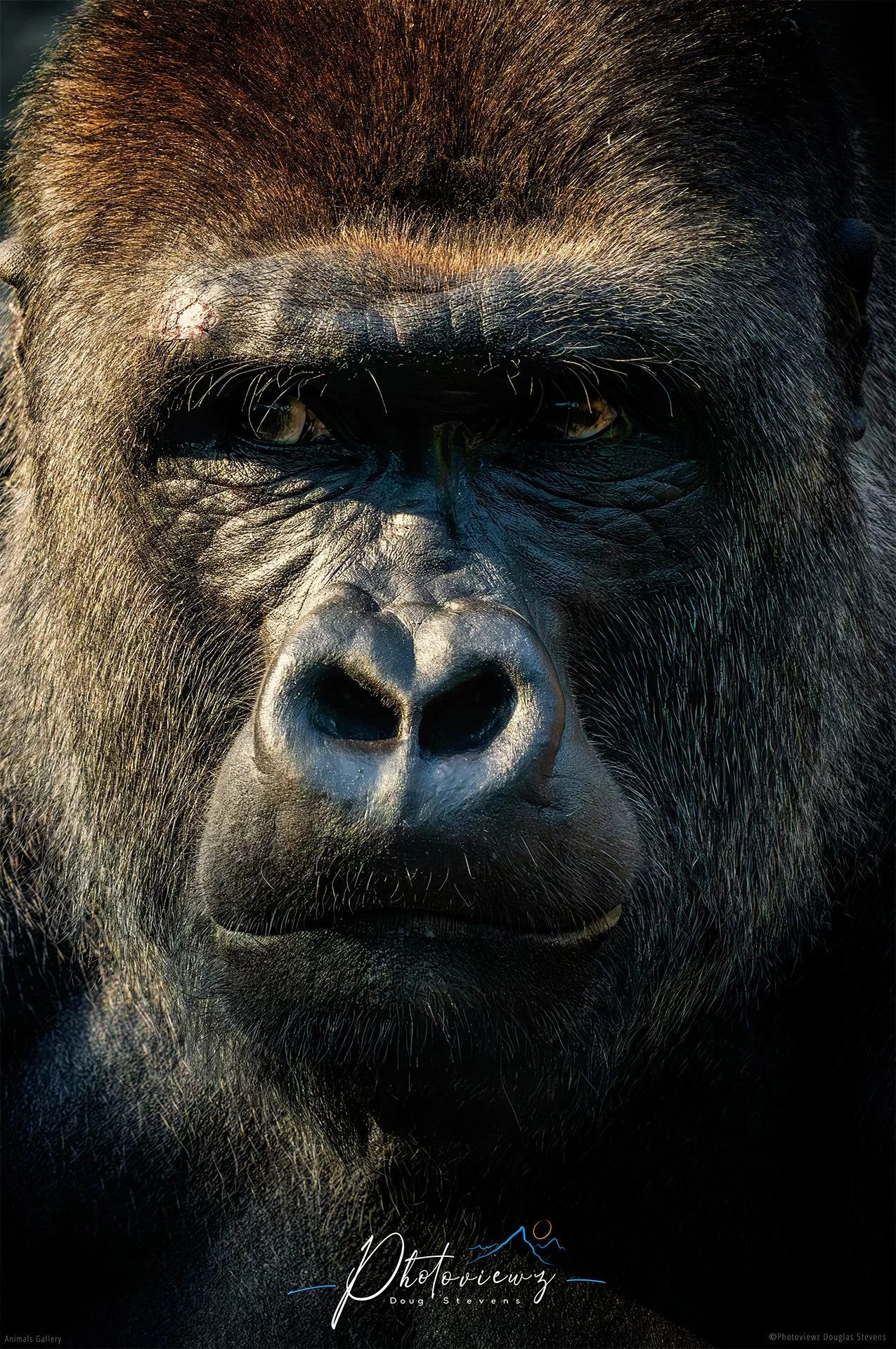 291_DST_Animals_Gorilla_Portrait_P.jpg