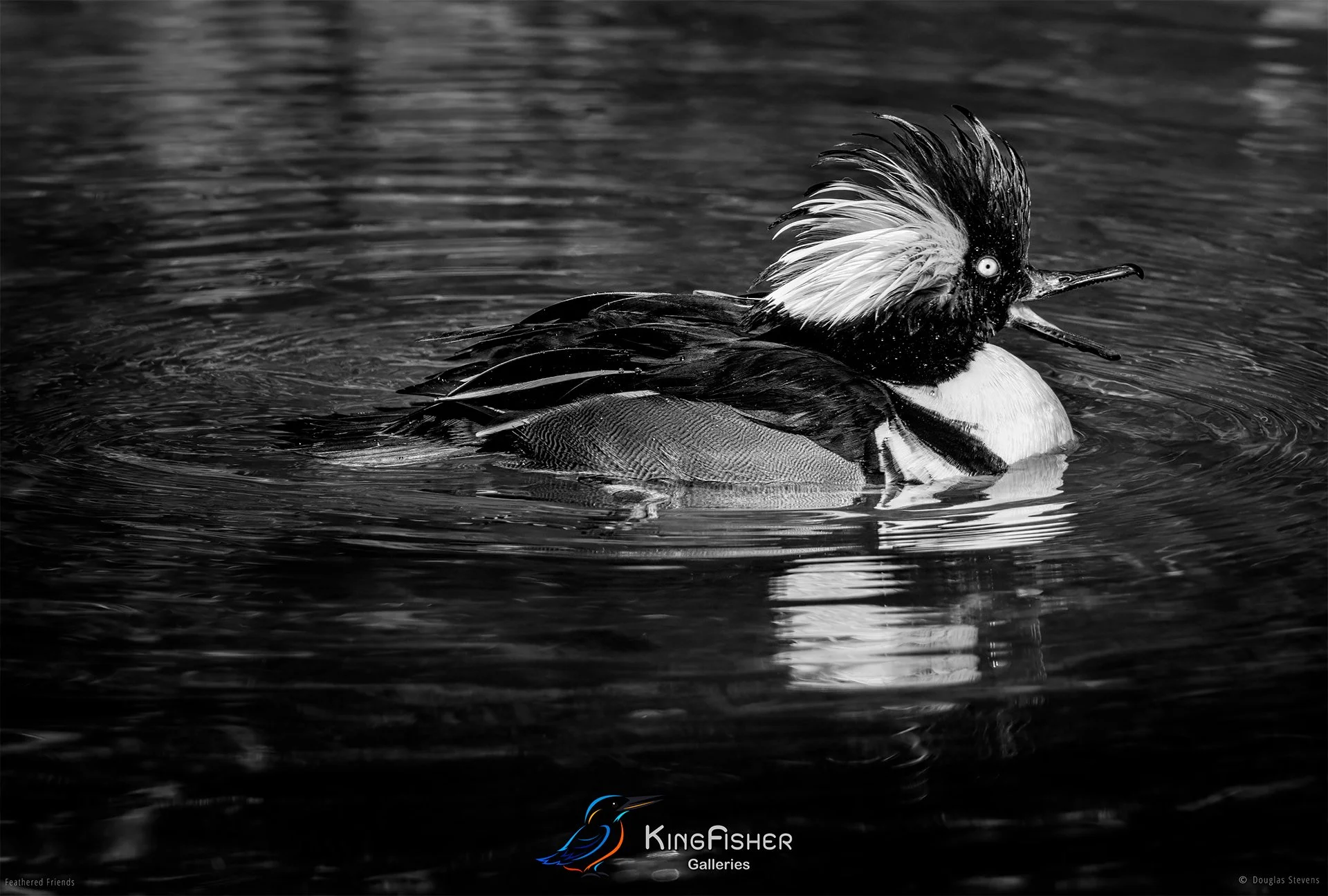 601_DST_Birds_2025_Hooded_Merganser_L_BW.jpg