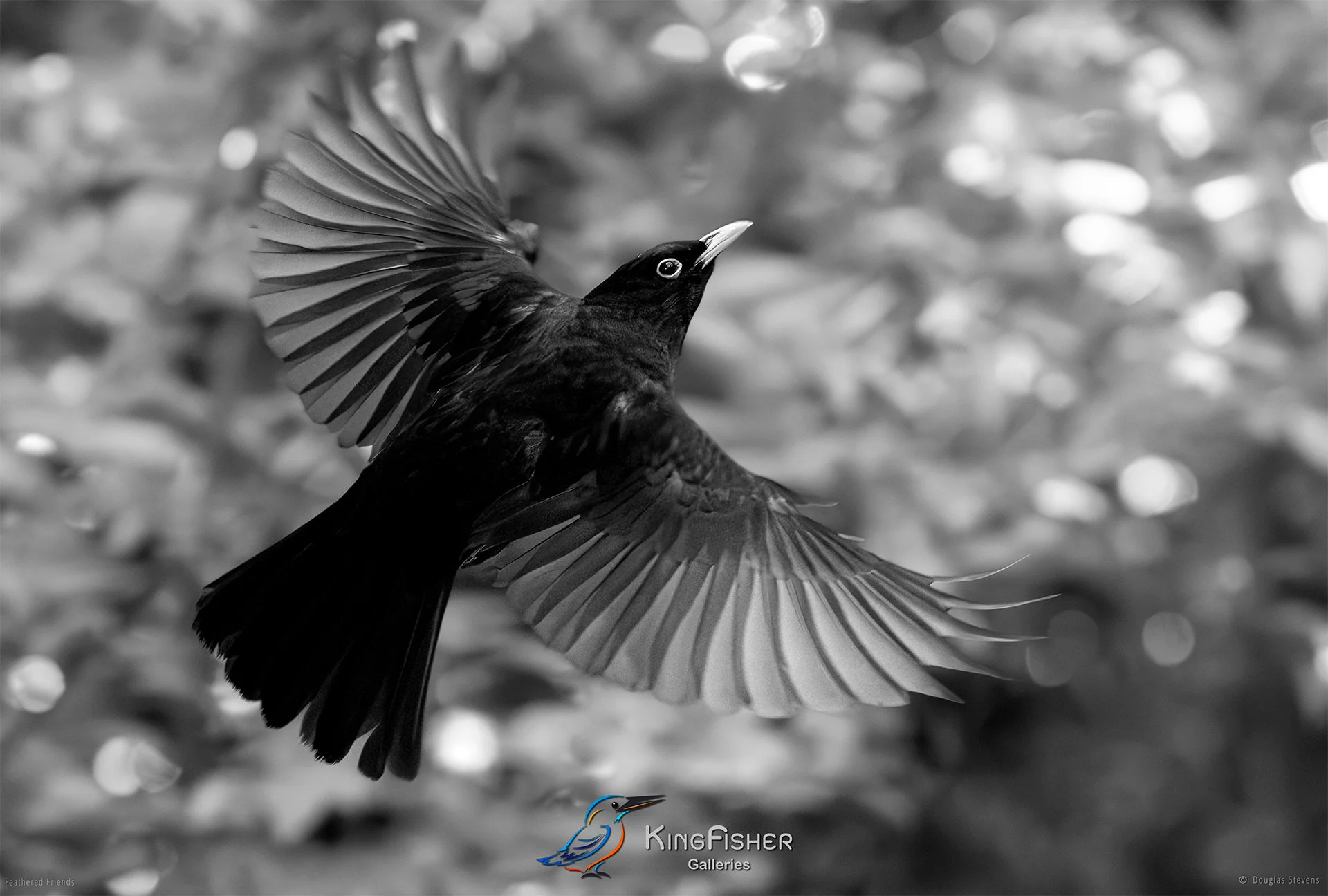 582_DST_Birds_2025_Blackbird_Takeoff_L_BW.jpg