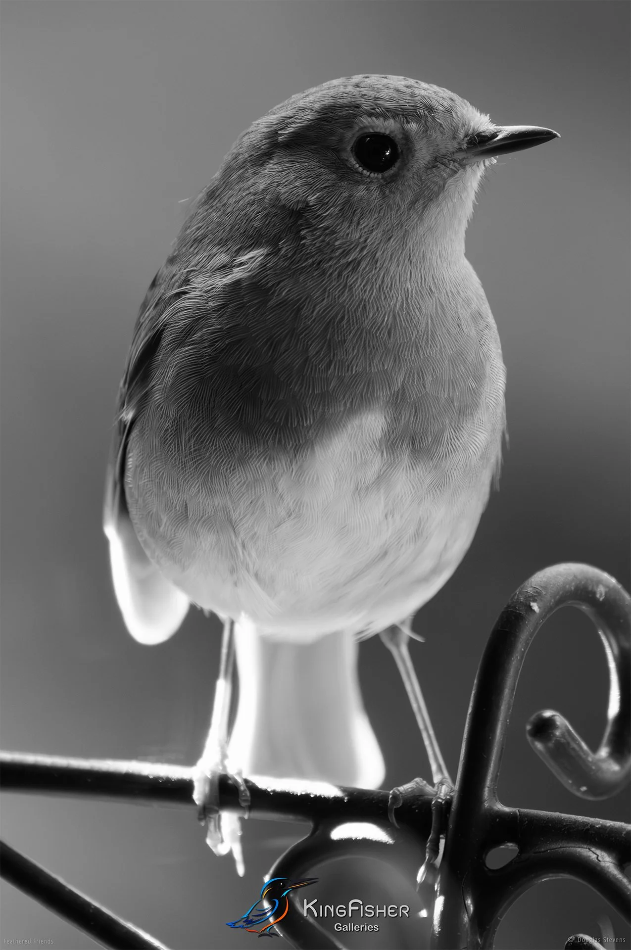 508_DST_Birds_2025_Robin_Evening_P_BW.jpg