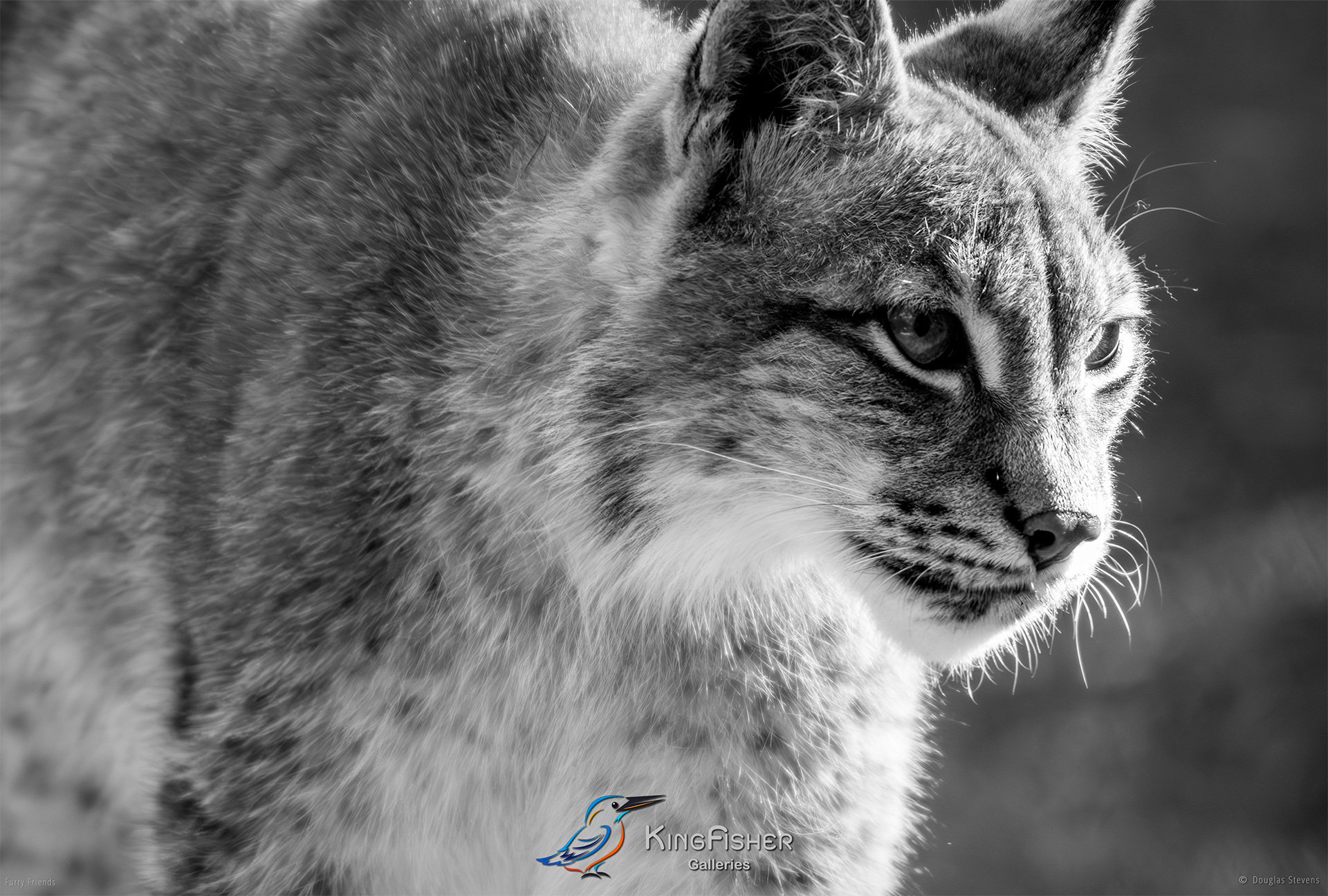 296_DST_Animals_Eurasian_Lynx_On_The_Prowl_L_BW.jpg