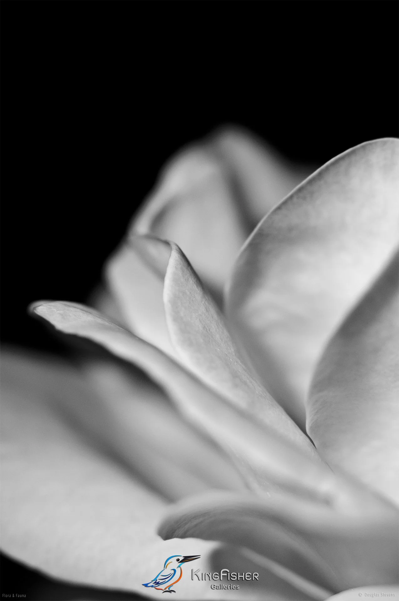 025_DST_Flora_Fauna_2008_Rose_Petal_P_BW.jpg