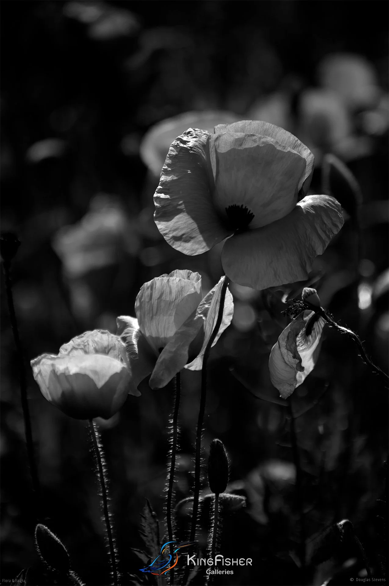106_DST_Flora_Fauna_2014_Poppies_P_BW.jpg