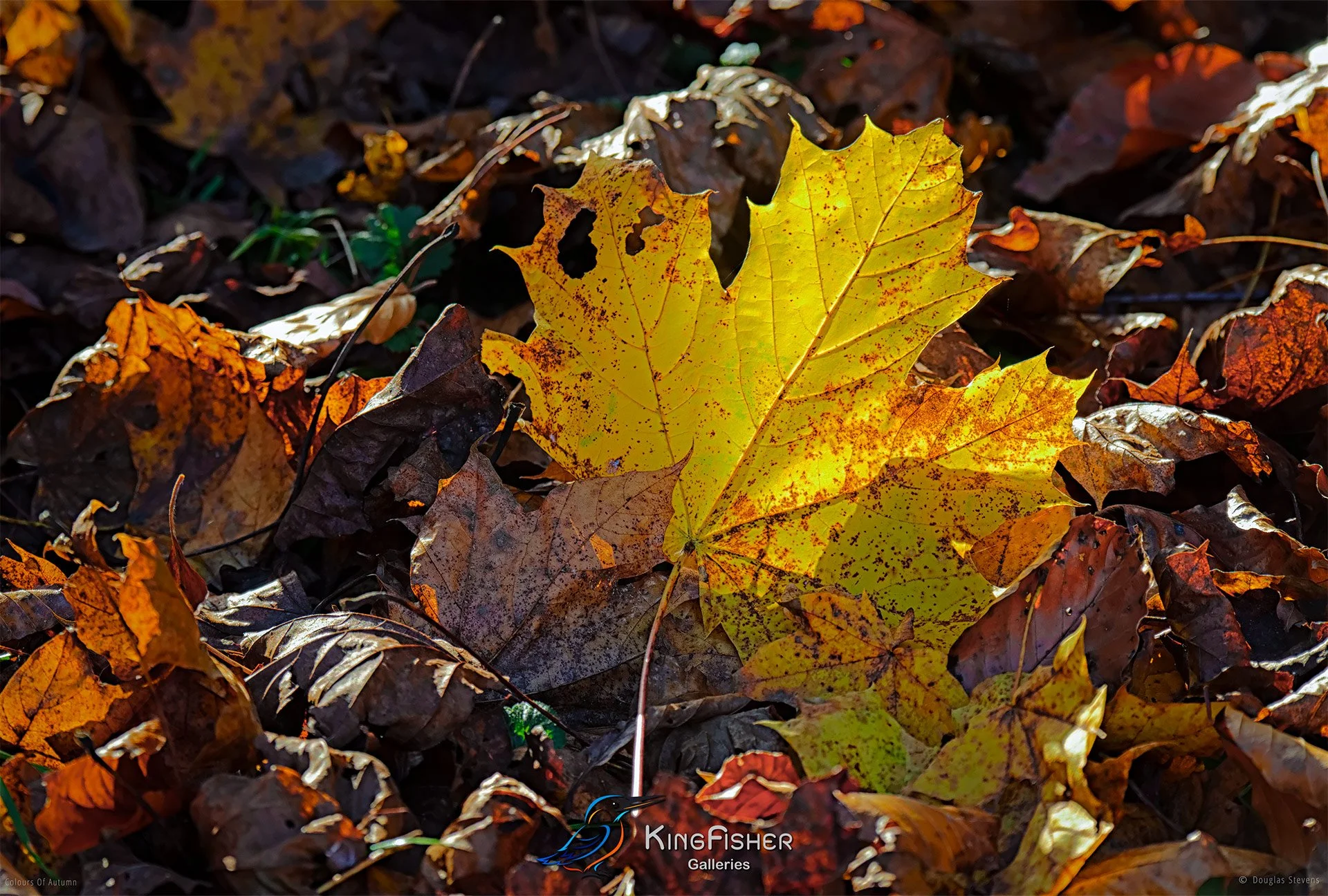 053_DST_Colours_Of_Autumn_L.jpg